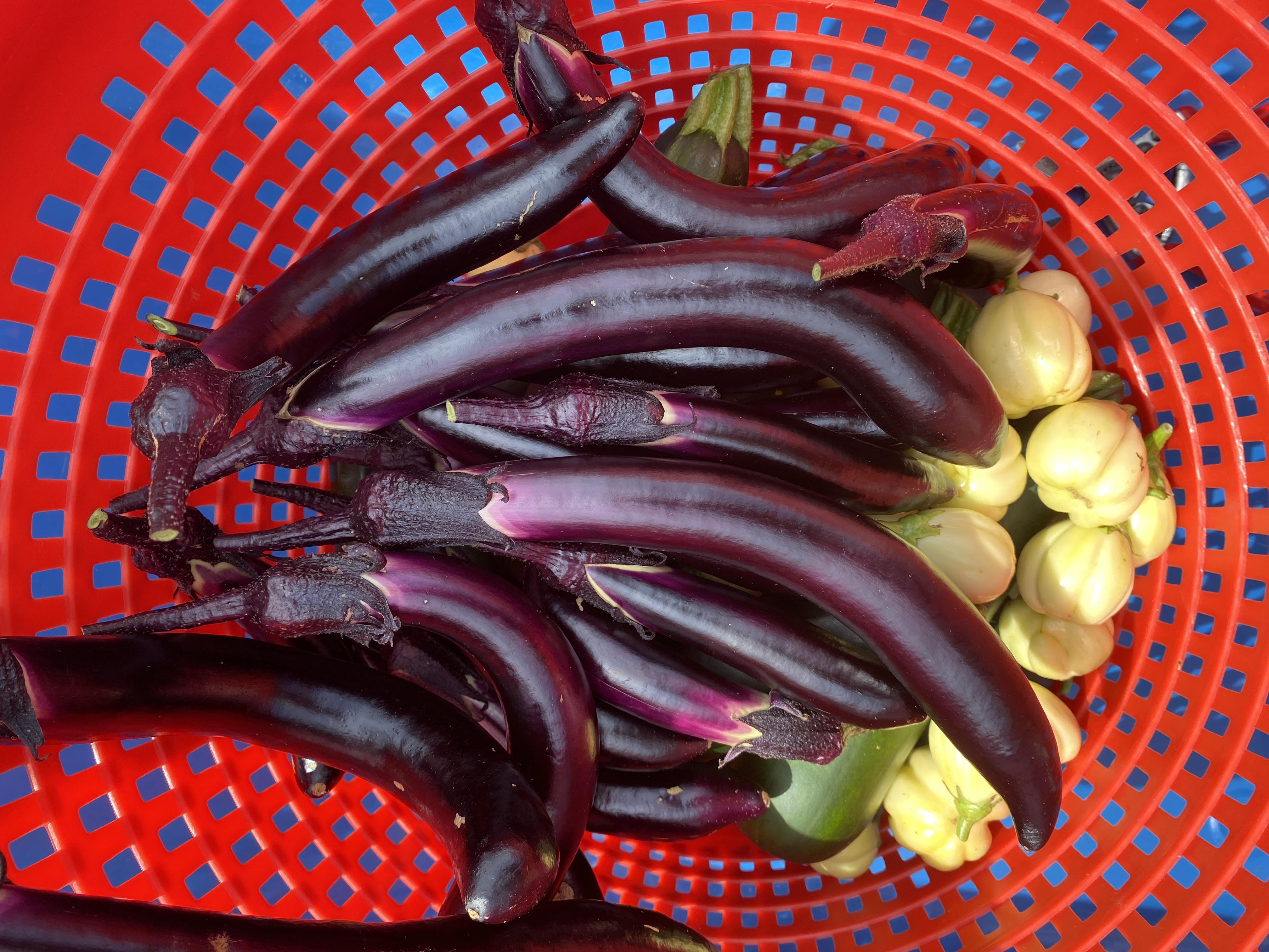 Asian Eggplant