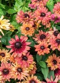 RUDBECKIA hirta