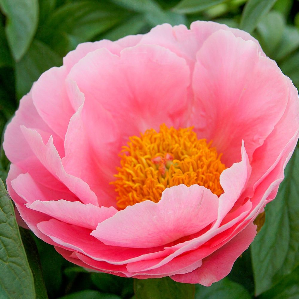 PAEONIA