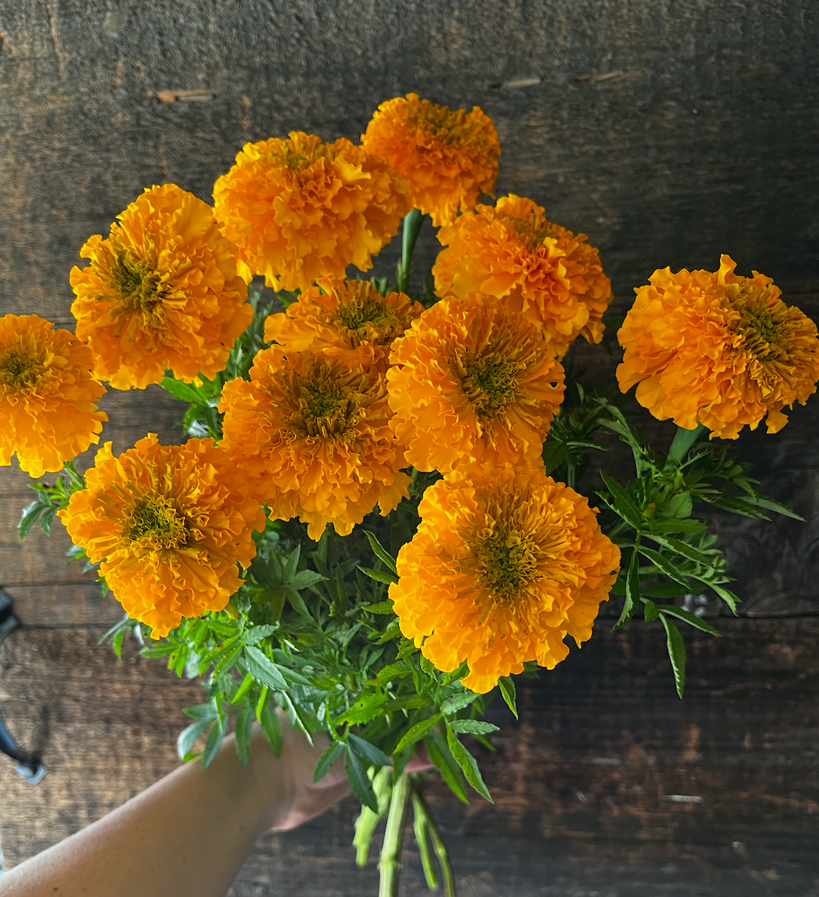 TAGETES erecta