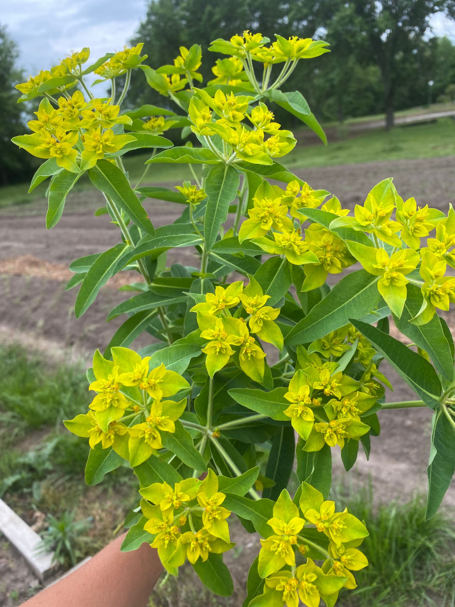 EUPHORBIA oblongata