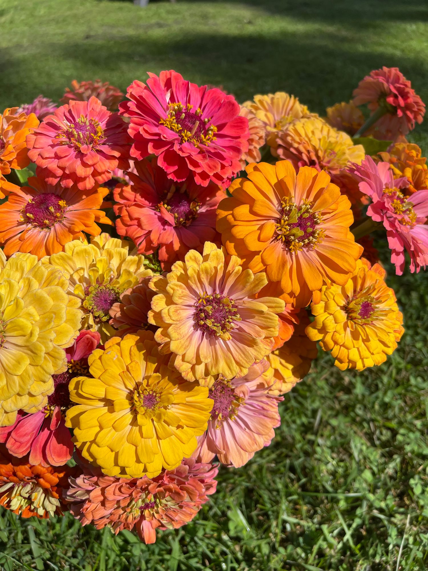 ZINNIA elegans Aurora