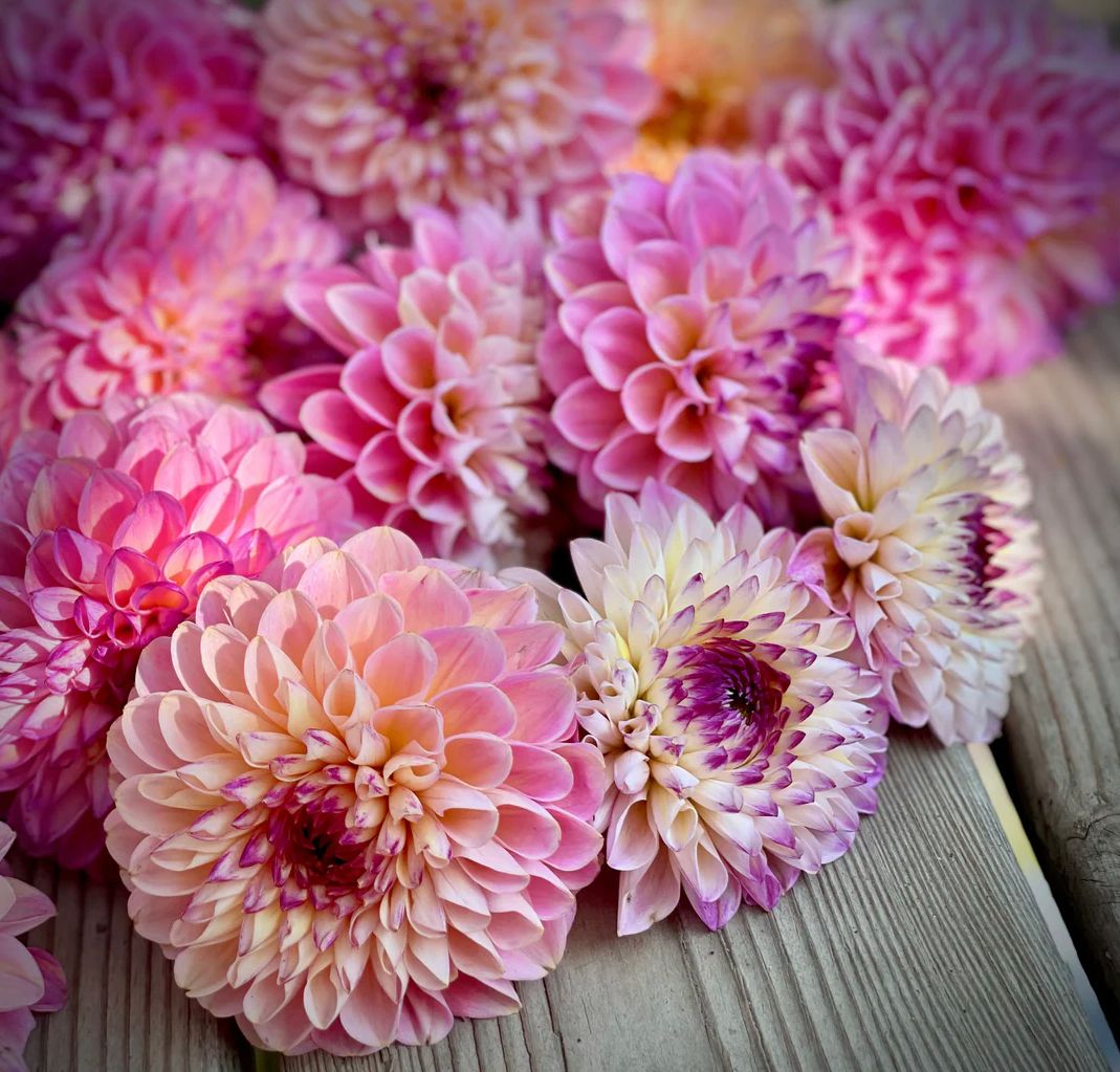 DAHLIA Wine Eyed Jill