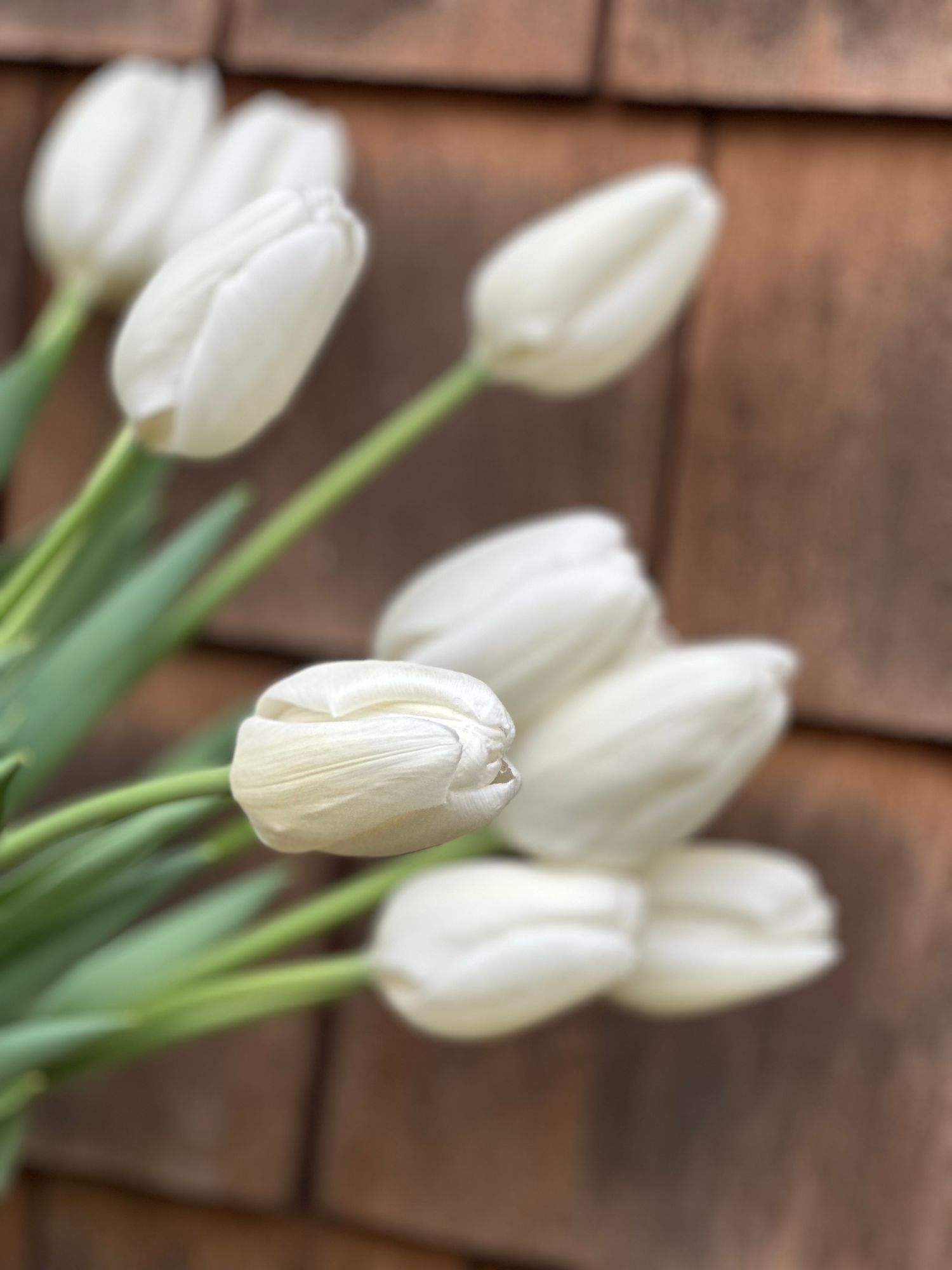 TULIPA Hakuun