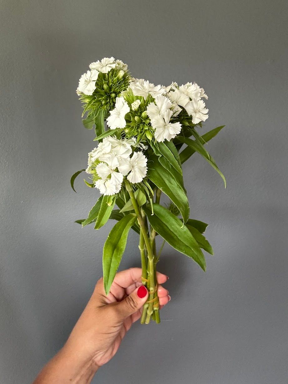 DIANTHUS barbatus Sweet White