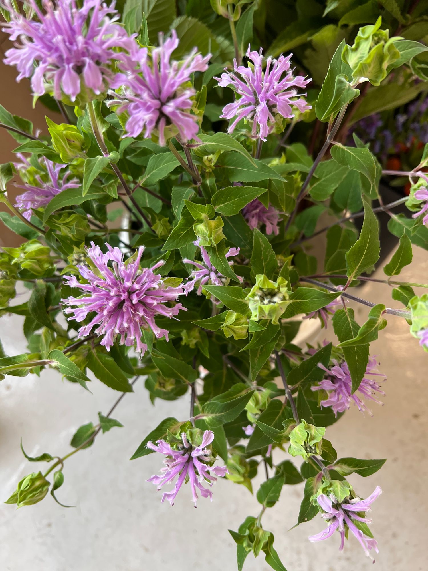MONARDA punctata