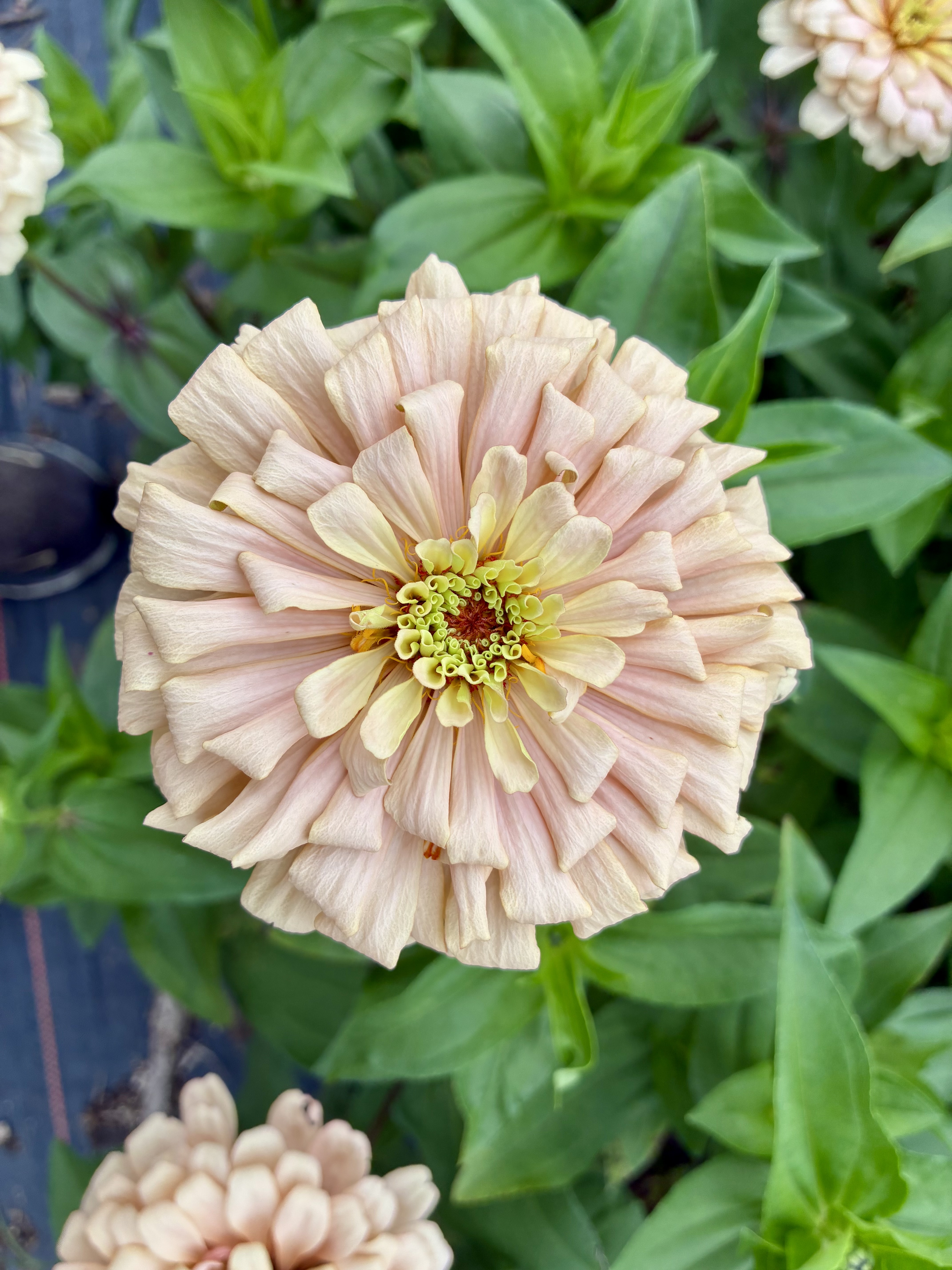 ZINNIA elegans Linen