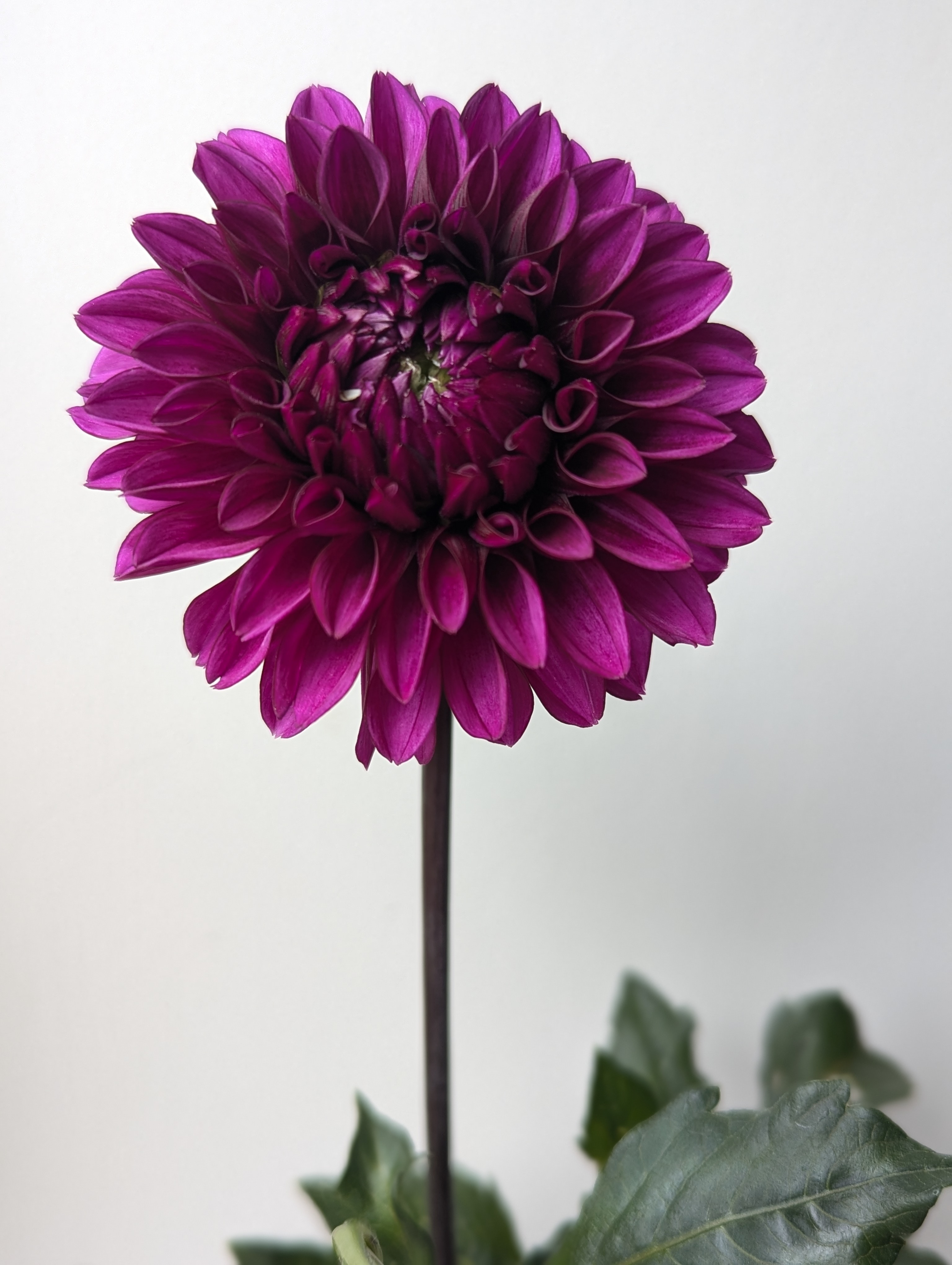 DAHLIA Coseytown Mulberry