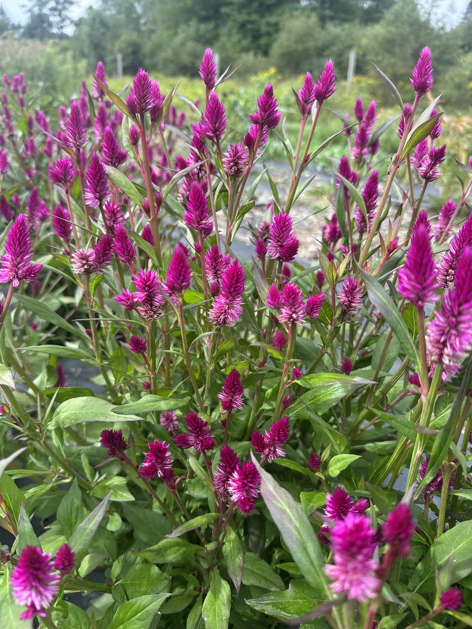 CELOSIA argentea spicata Ruby Parfait