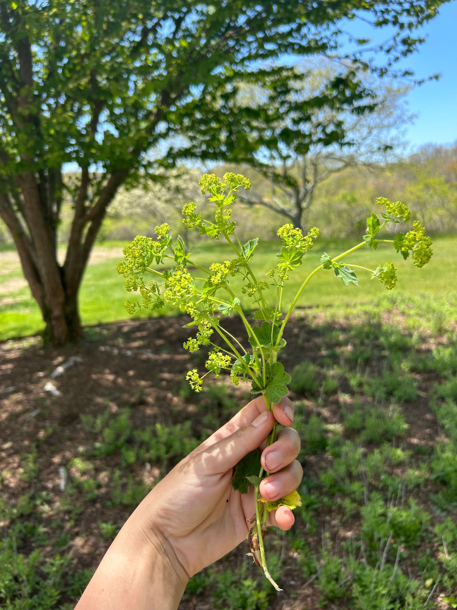 ALCHEMILLA mollis