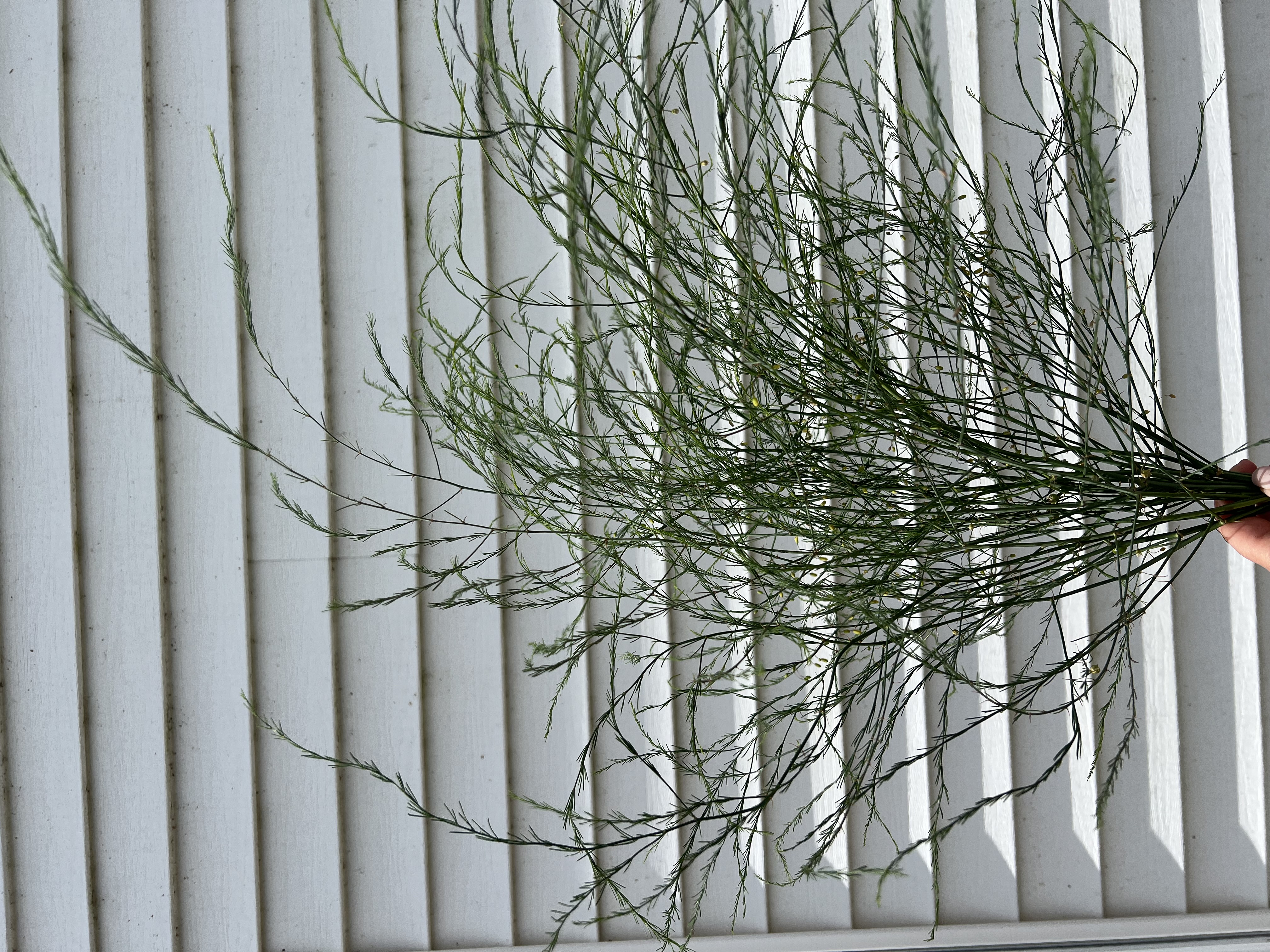 ASPARAGUS officinalis