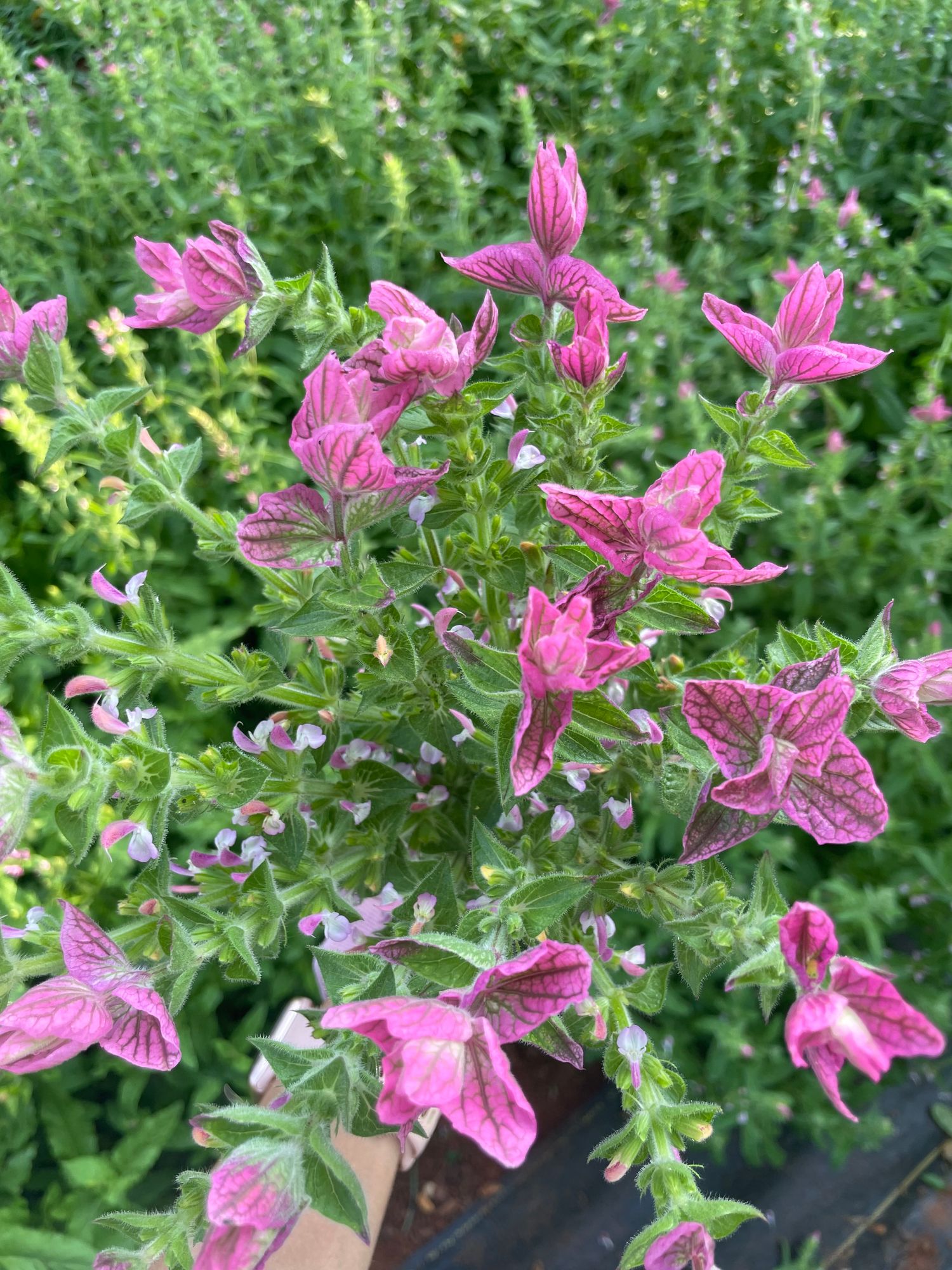 SALVIA viridis Pink Sundae