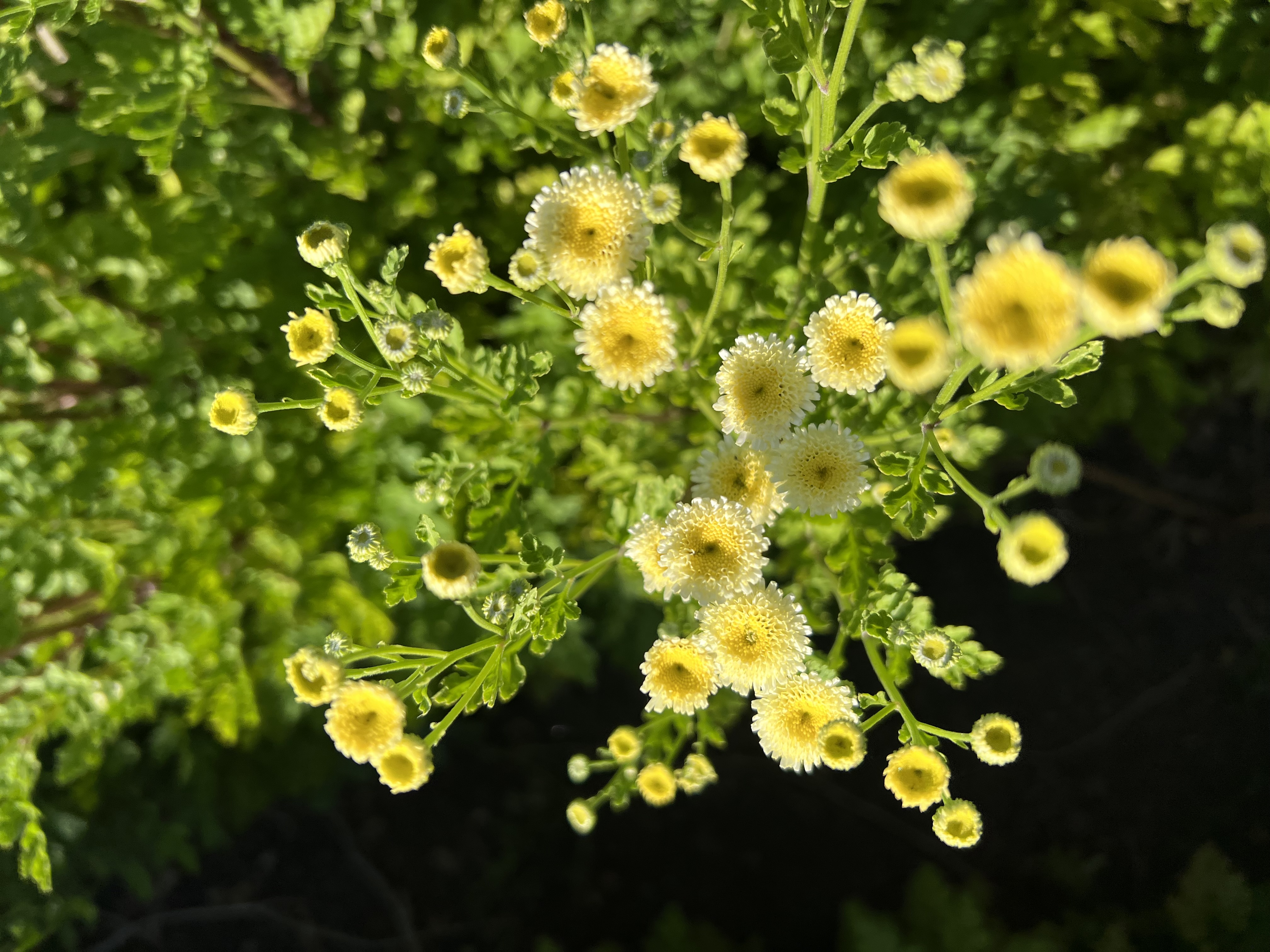 TANACETUM parthenium Magic Lime Green