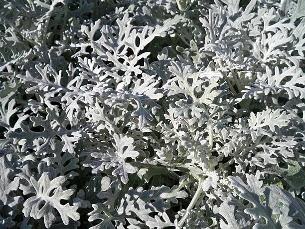 SENECIO cineraria Candicans
