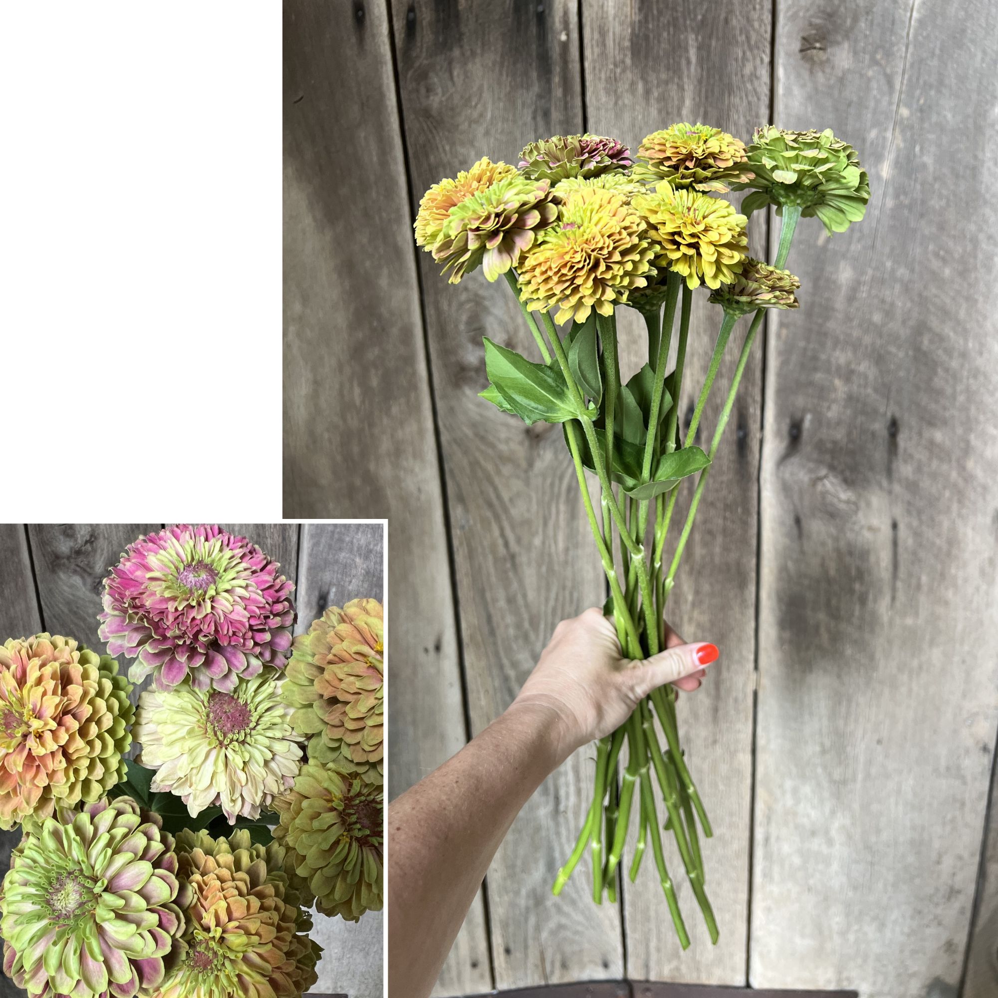 ZINNIA elegans Queeny Lime Blush