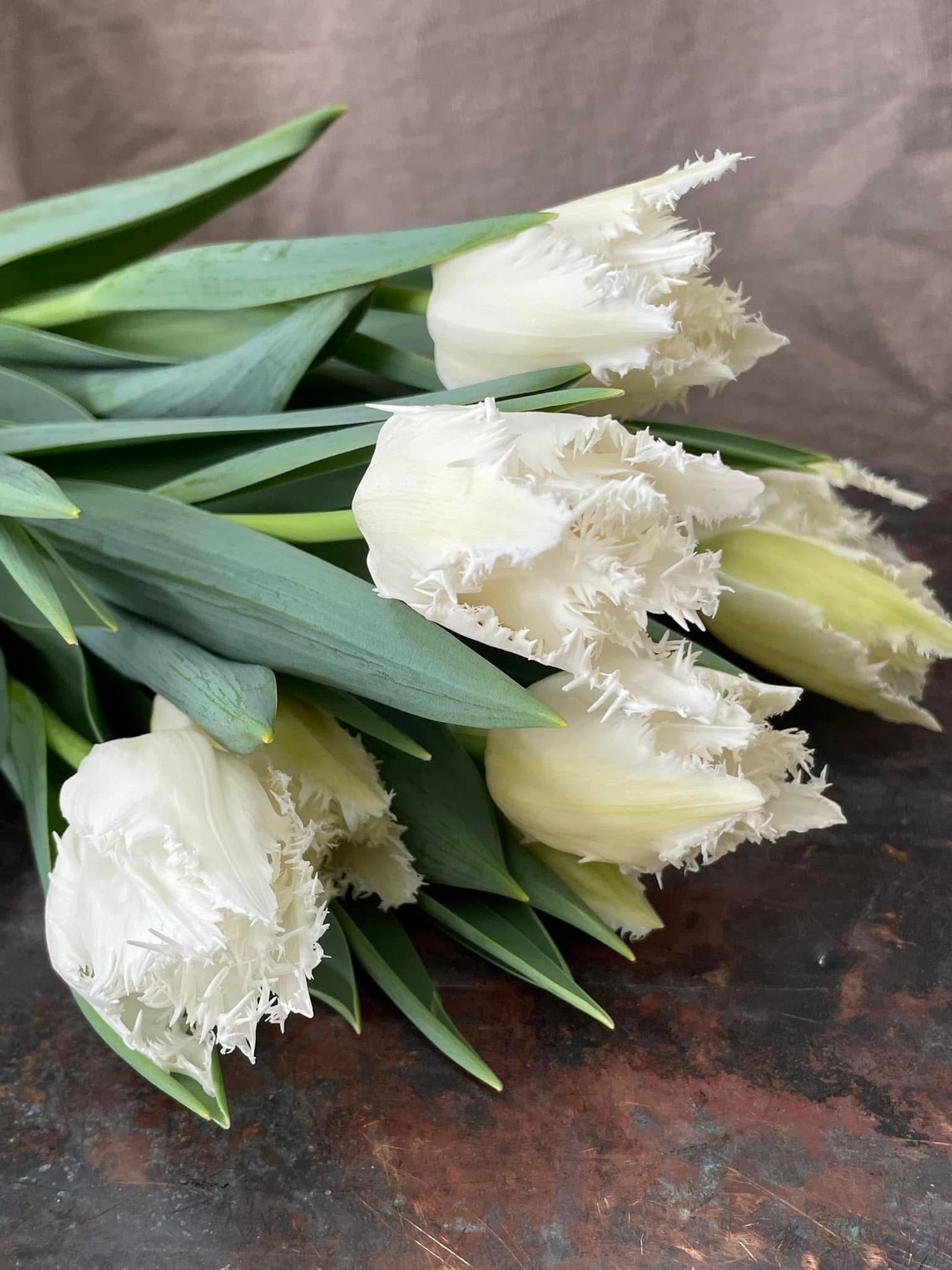 TULIPA