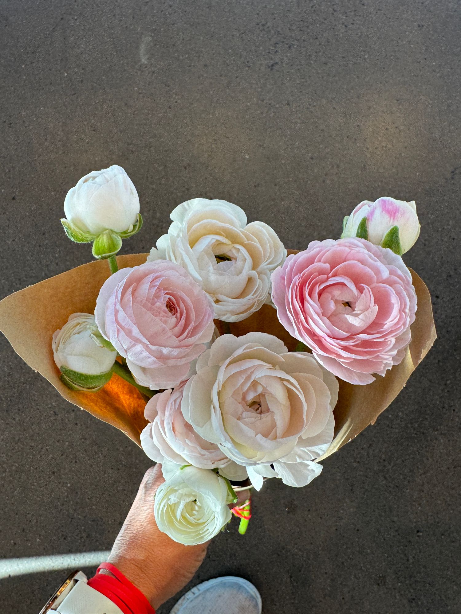 RANUNCULUS Pastel Mix