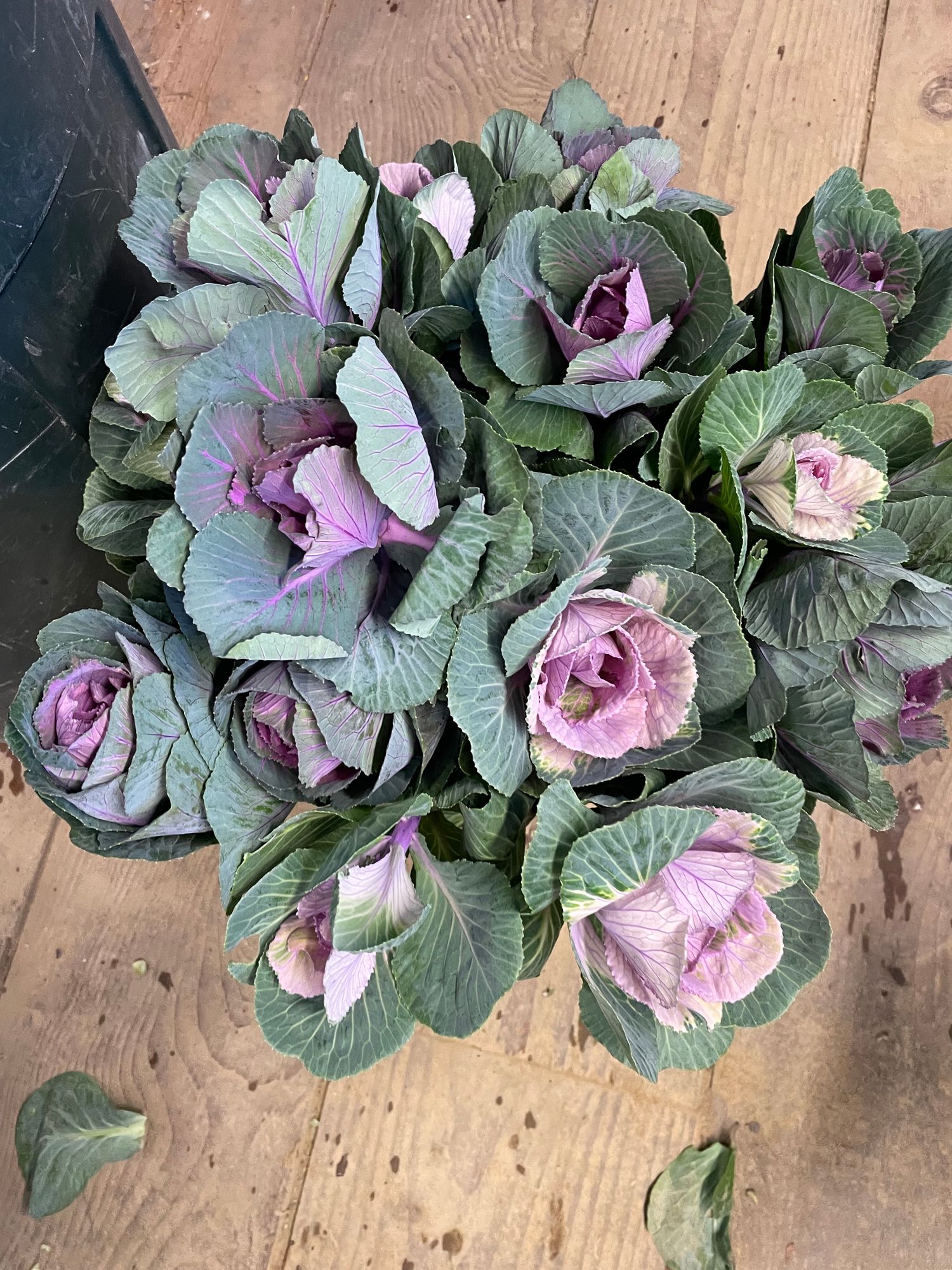 BRASSICA