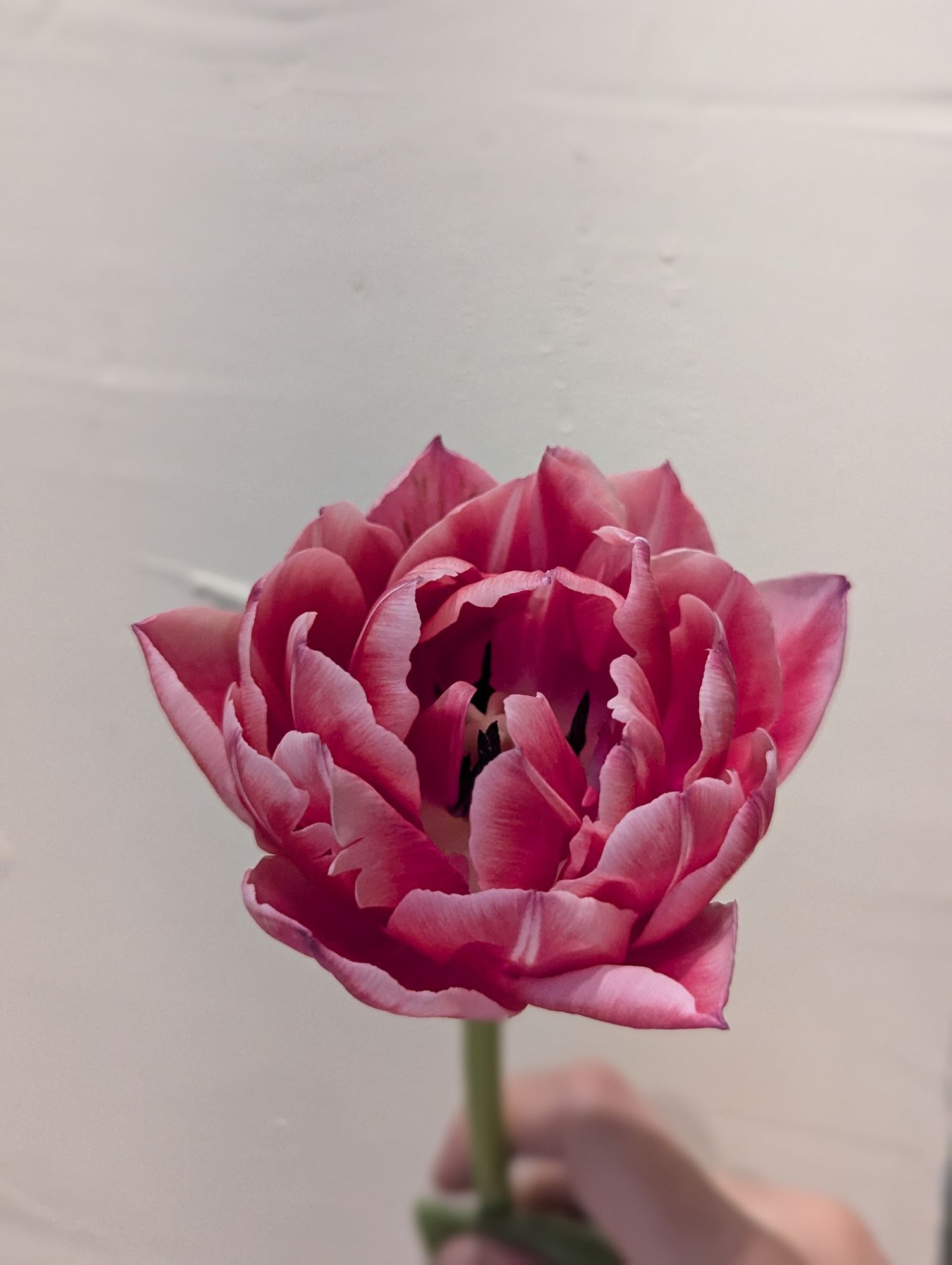 TULIPA Columbus