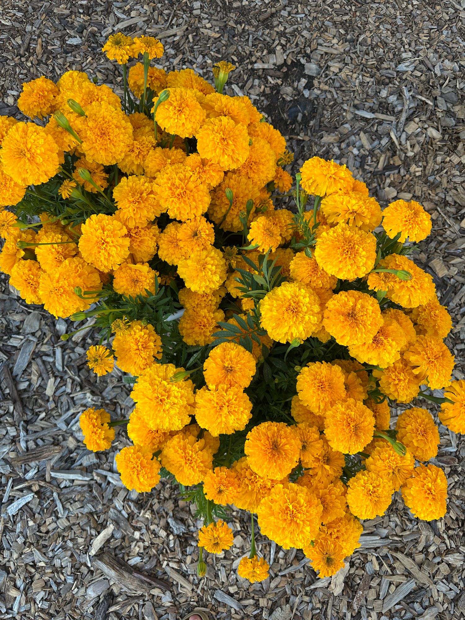 TAGETES erecta Chedi Orange