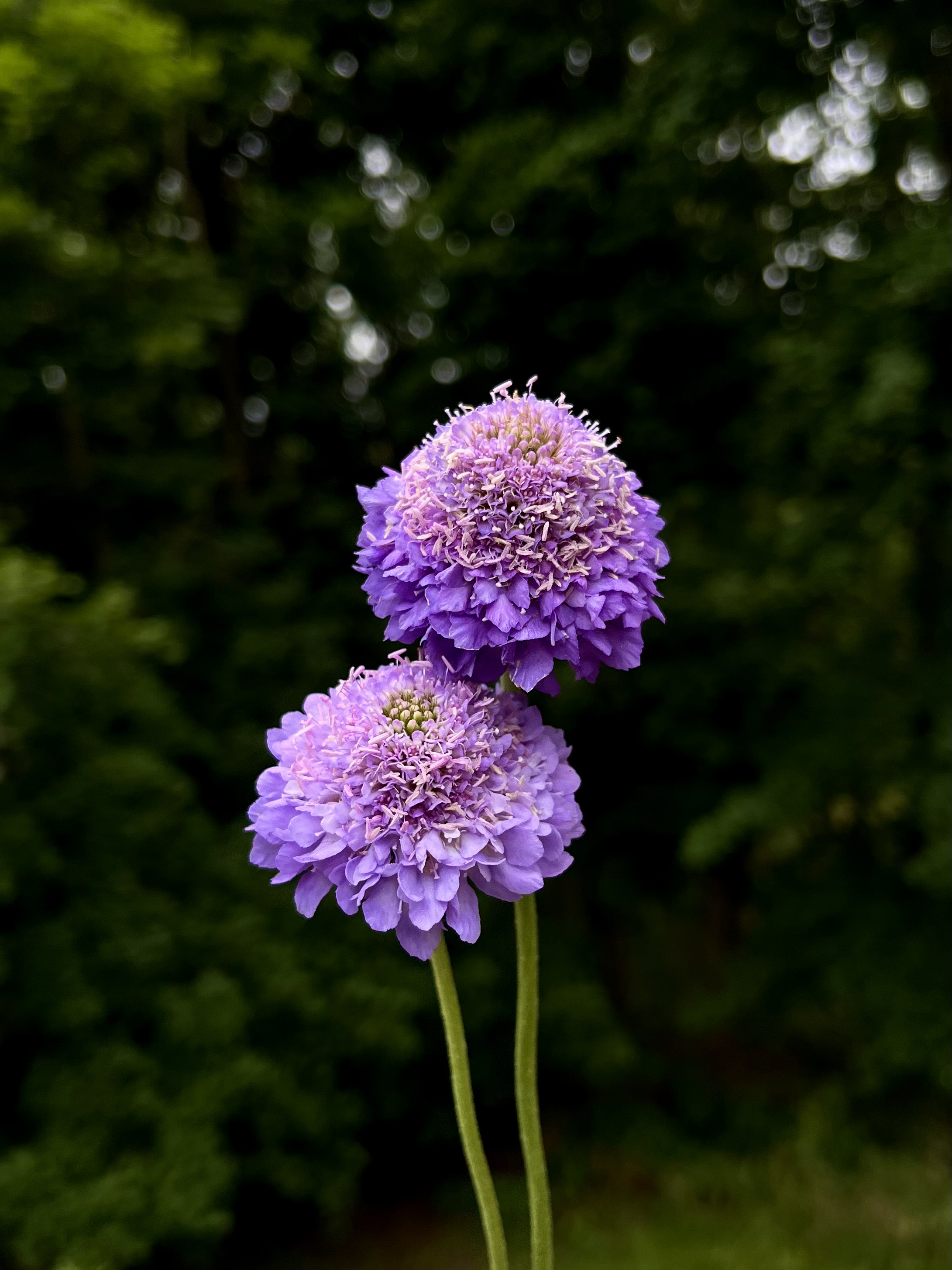 SCABIOSA atropurpurea Oxford Blue