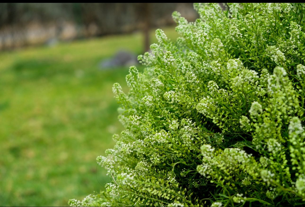 LEPIDIUM spp. Green Dragon
