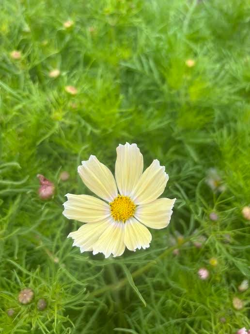 COSMOS bipinnatus Apricot Lemonade
