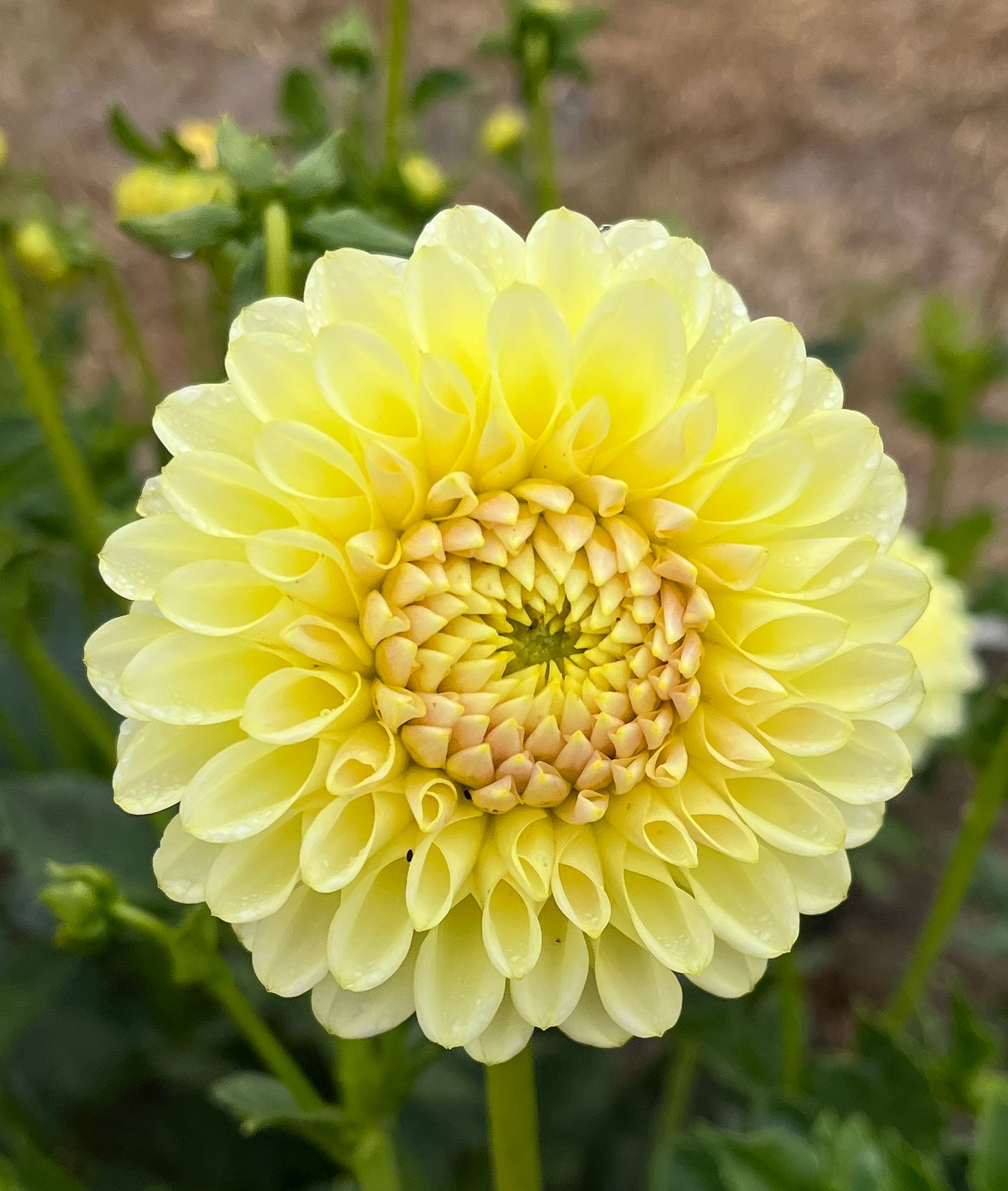 DAHLIA Skipley Moonglow