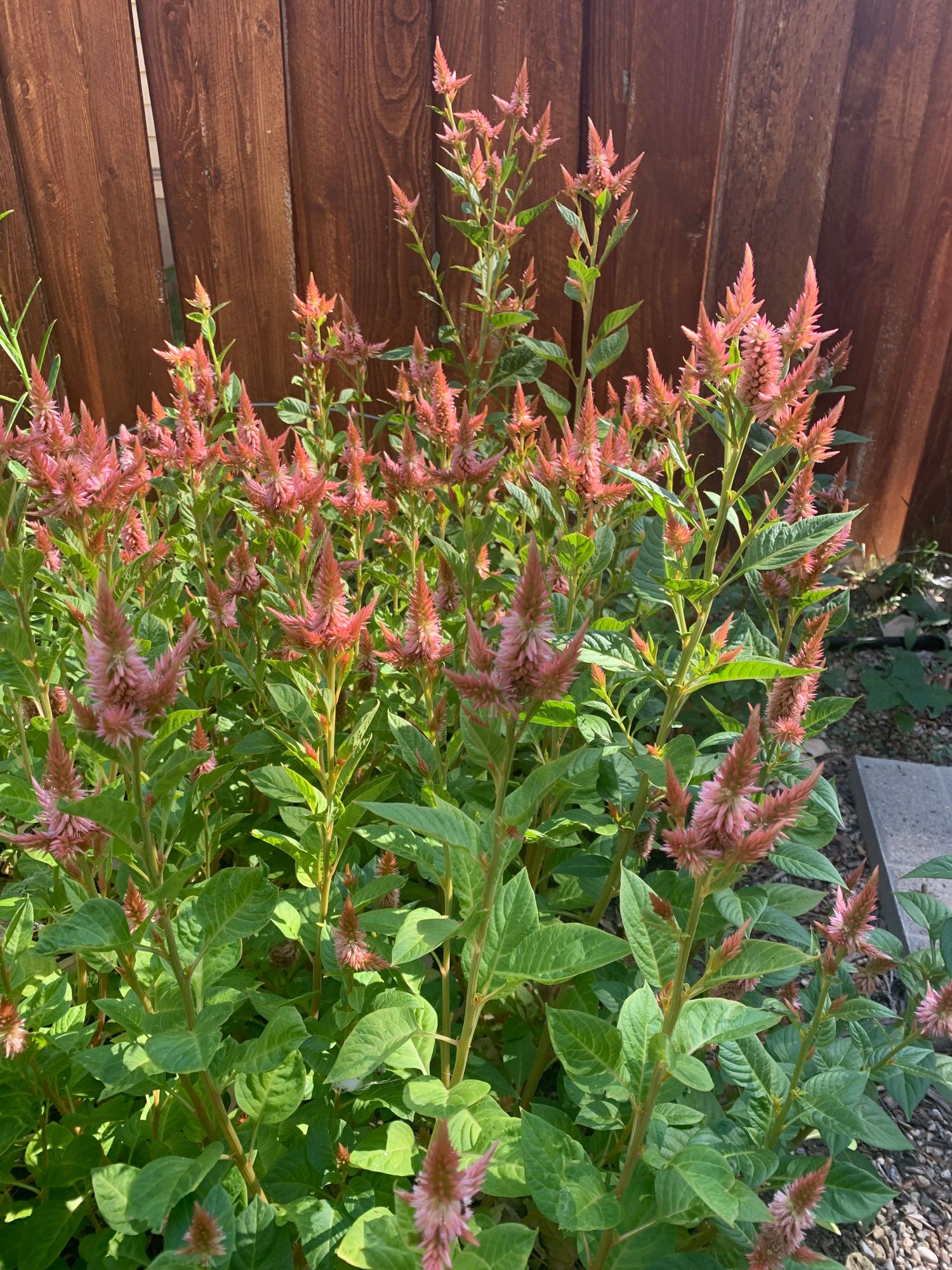 CELOSIA argentea spicata Celway Terracotta