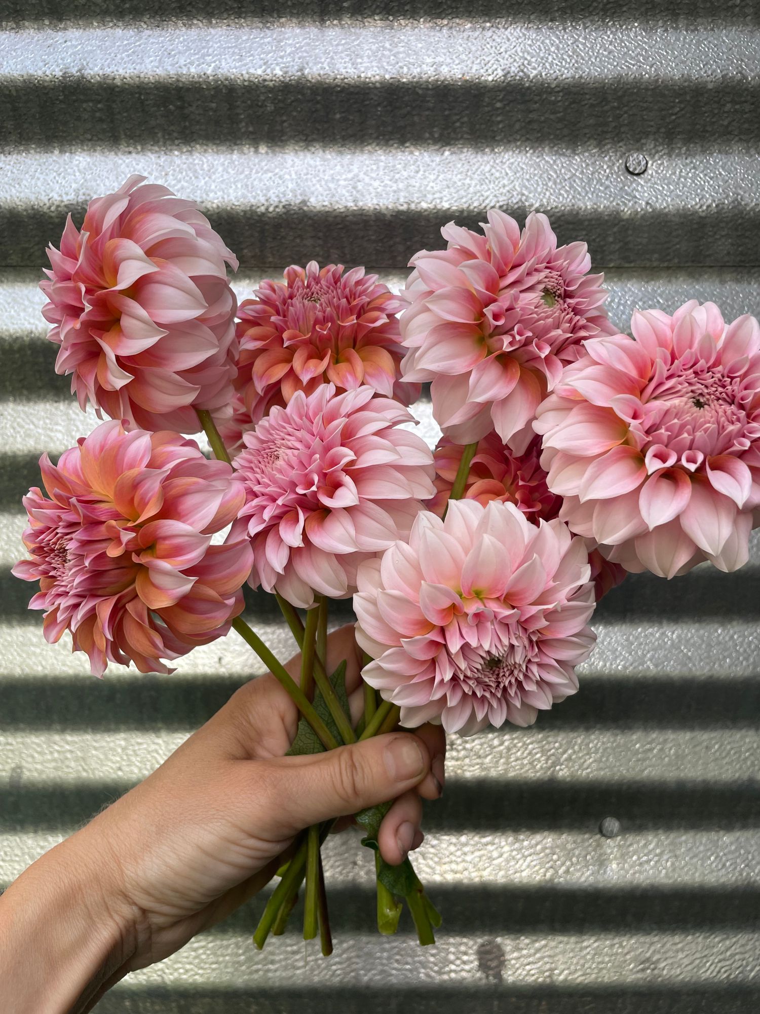 DAHLIA Peaches n Cream