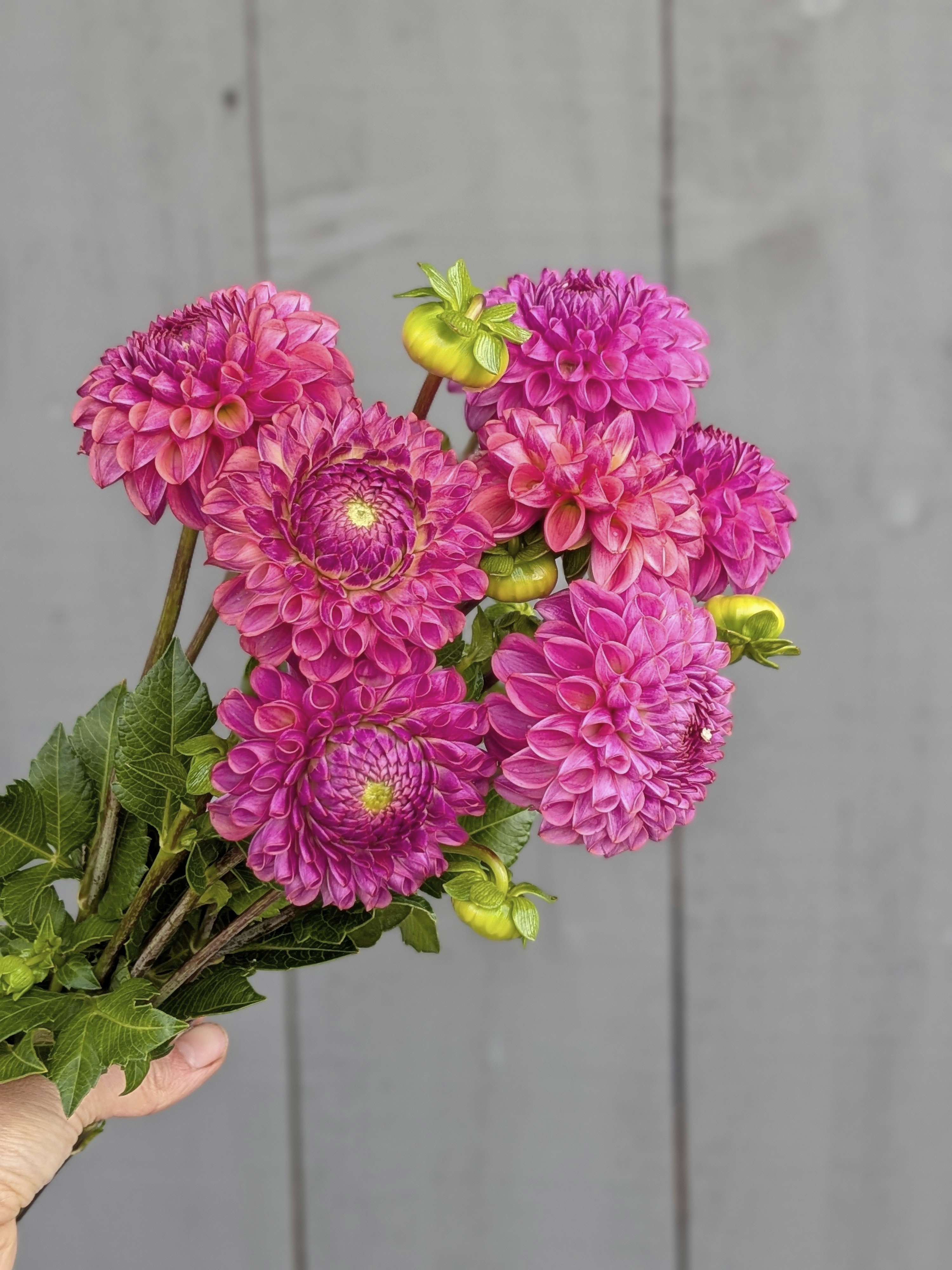 DAHLIA Caitlins Joy
