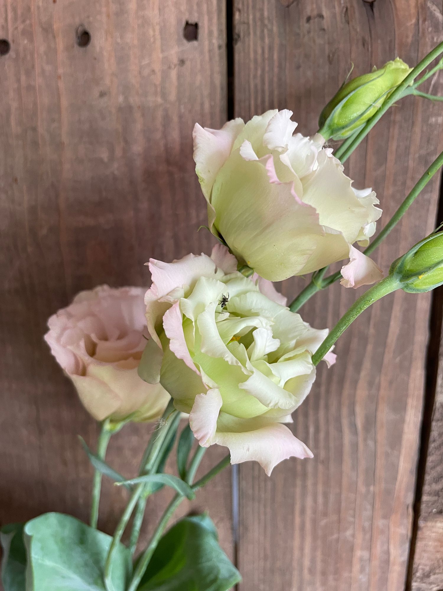 EUSTOMA grandiflorum Celeb Sakura Pink