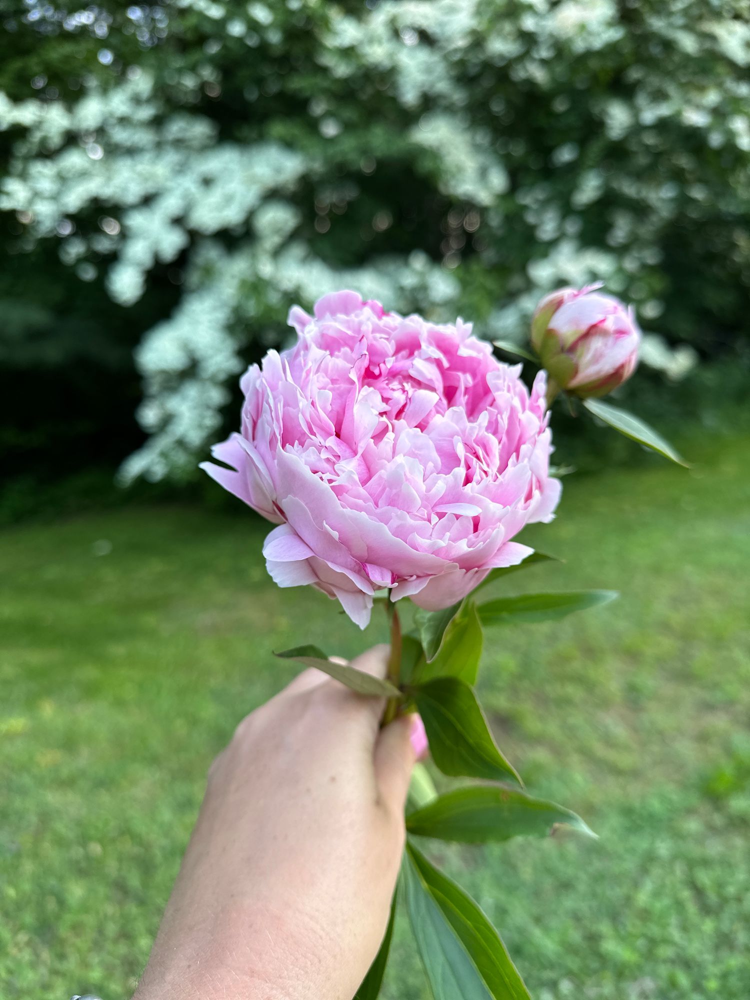 PAEONIA lactiflora Sarah Bernhardt