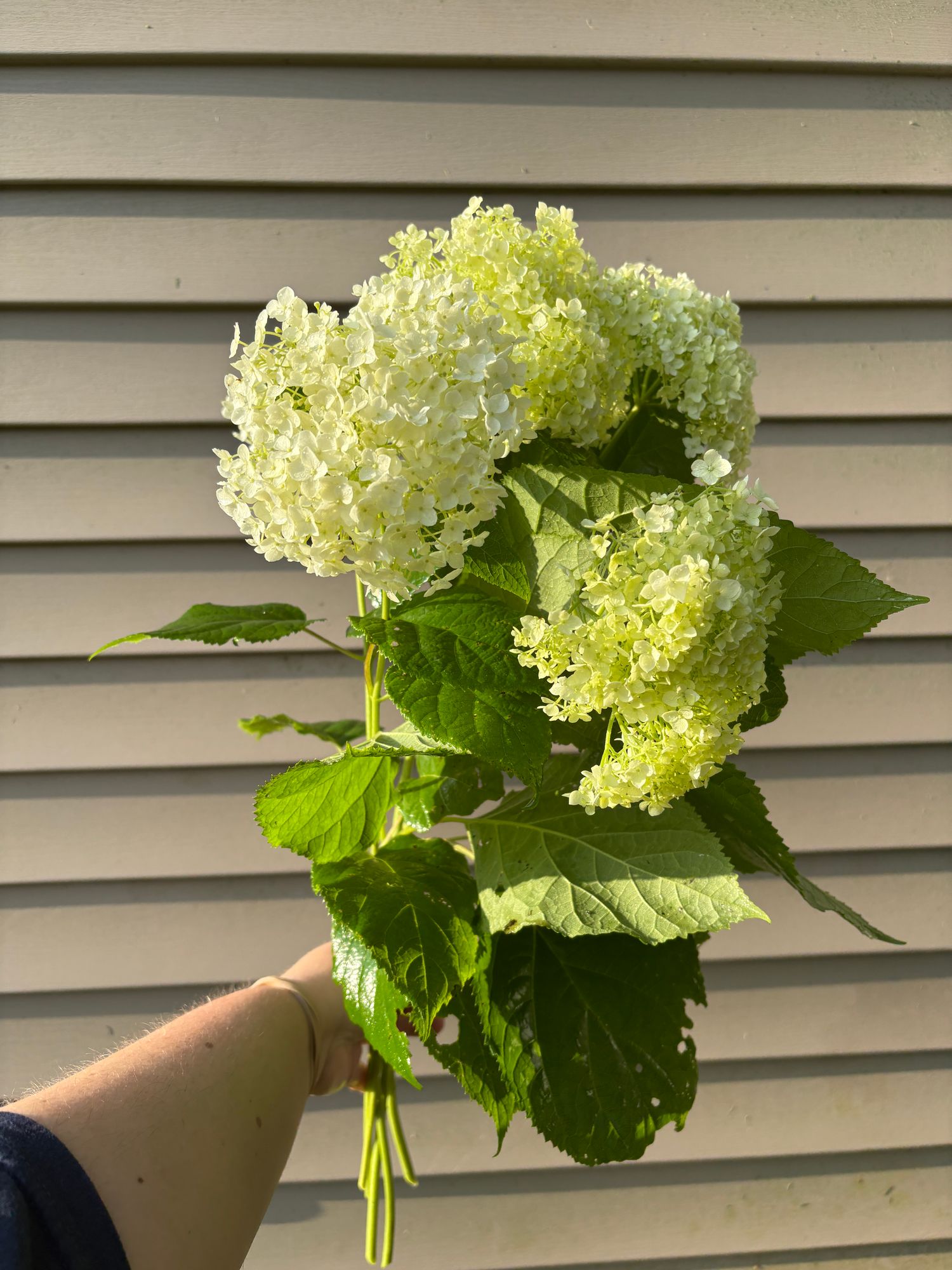 HYDRANGEA arborescens Annabelle