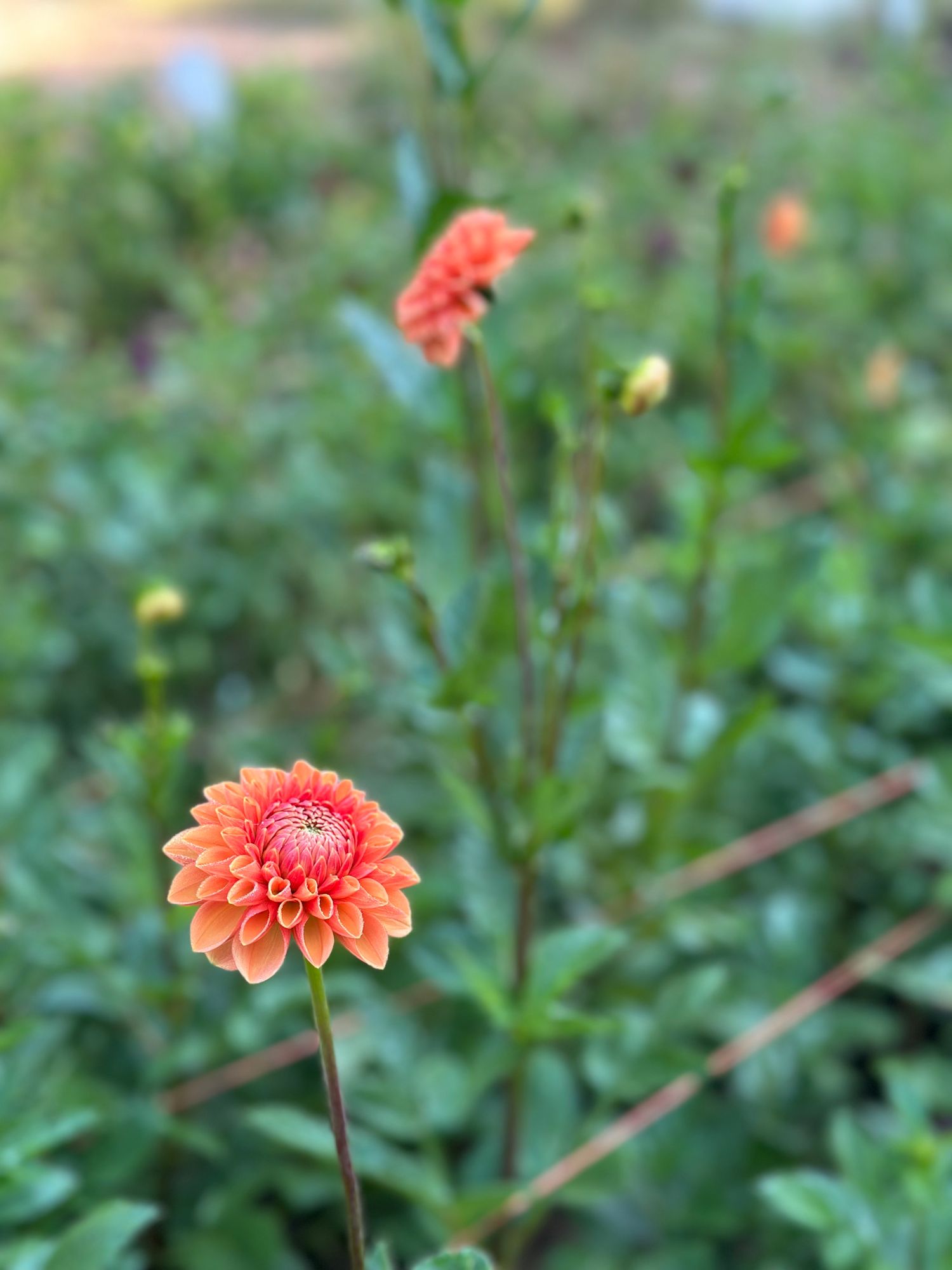 DAHLIA Sylvia