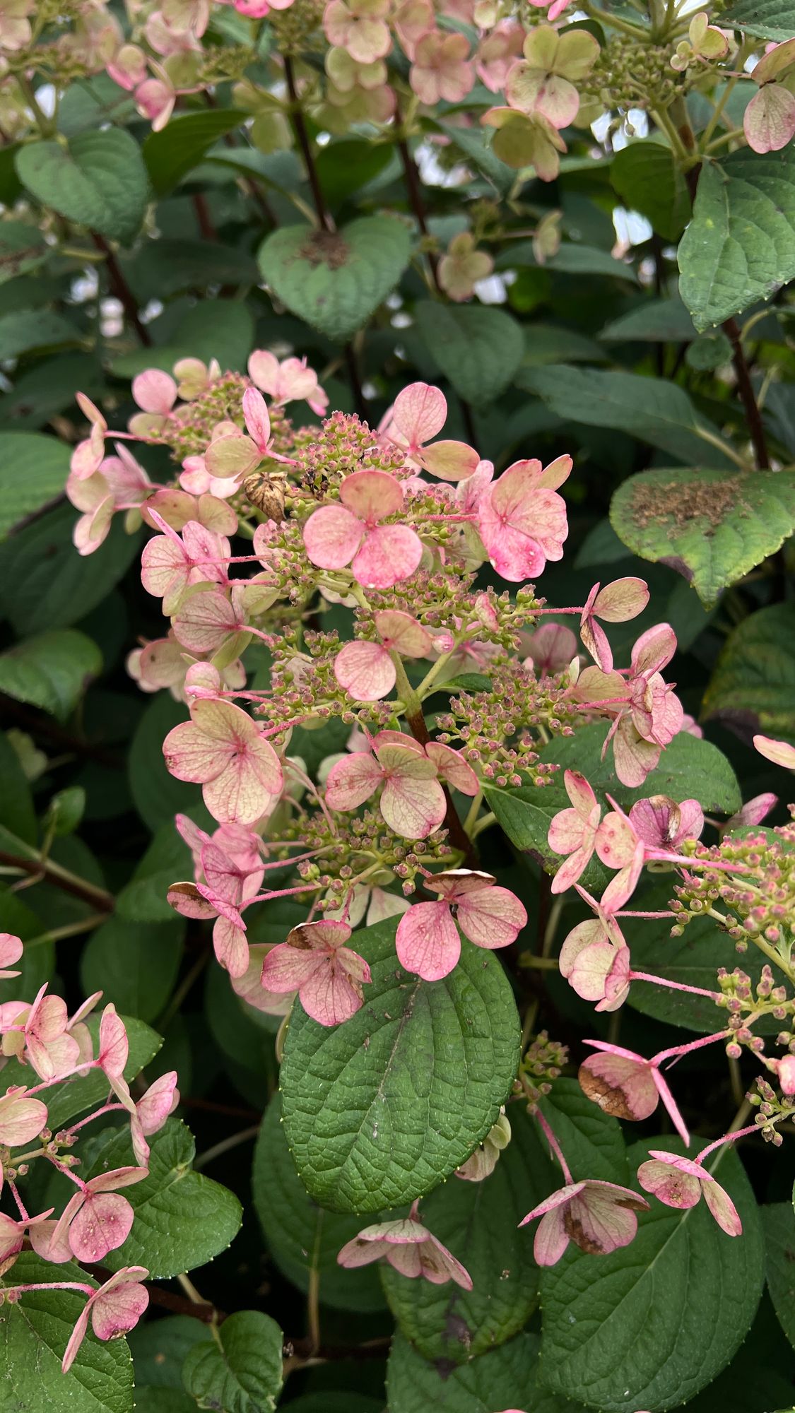 HYDRANGEA paniculata Quick Fire