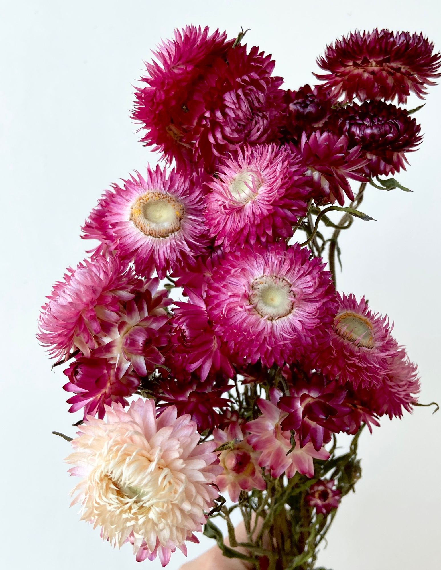XEROCHRYSUM bracteatum Silvery Rose
