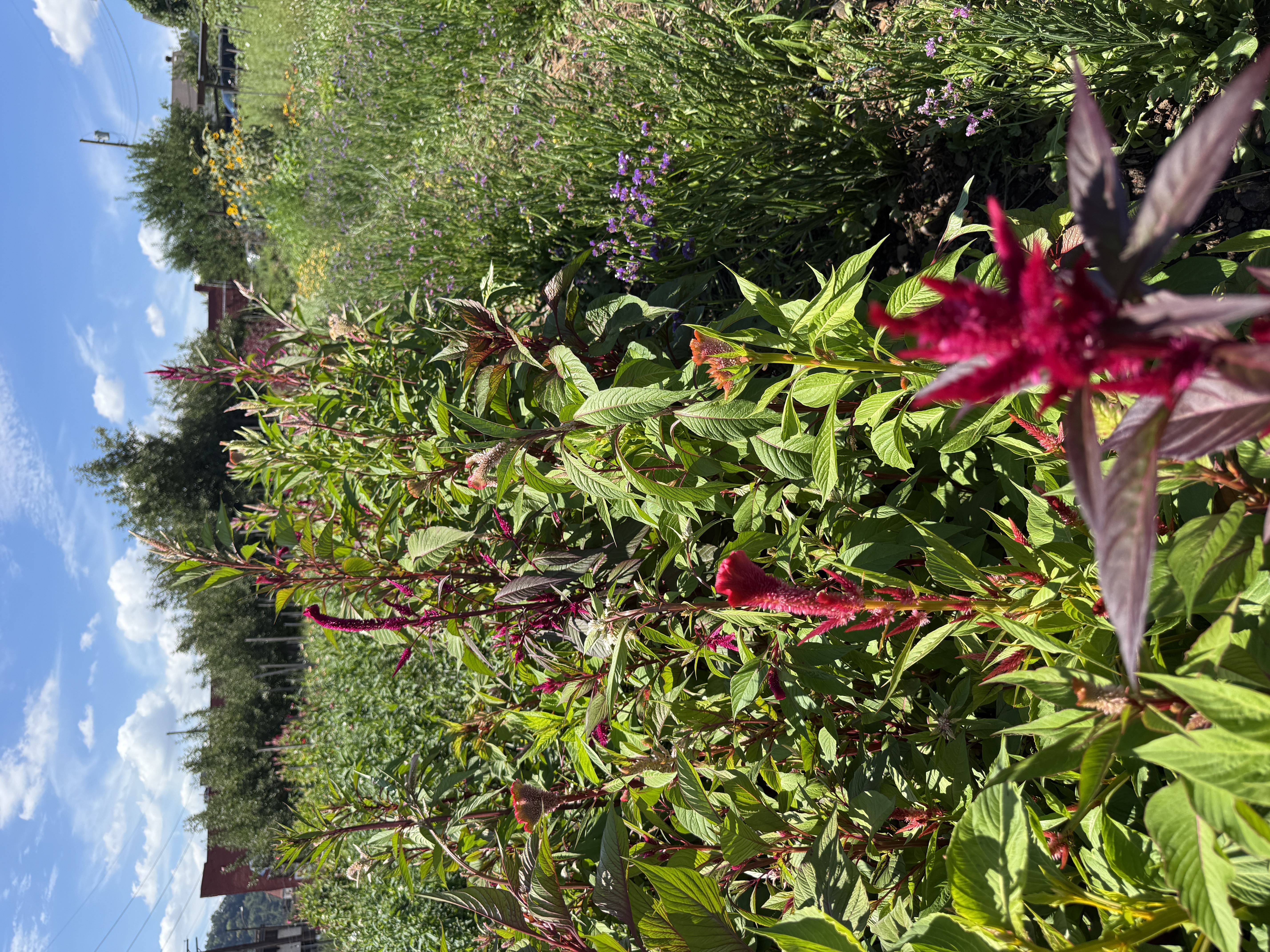 Celosia