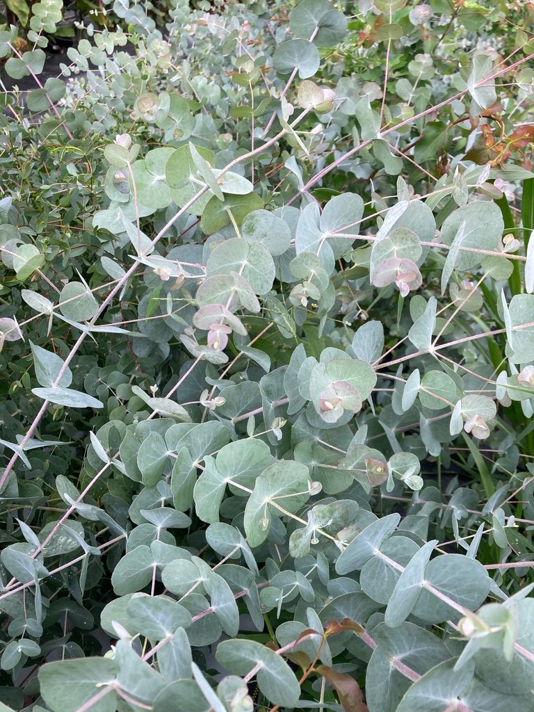EUCALYPTUS