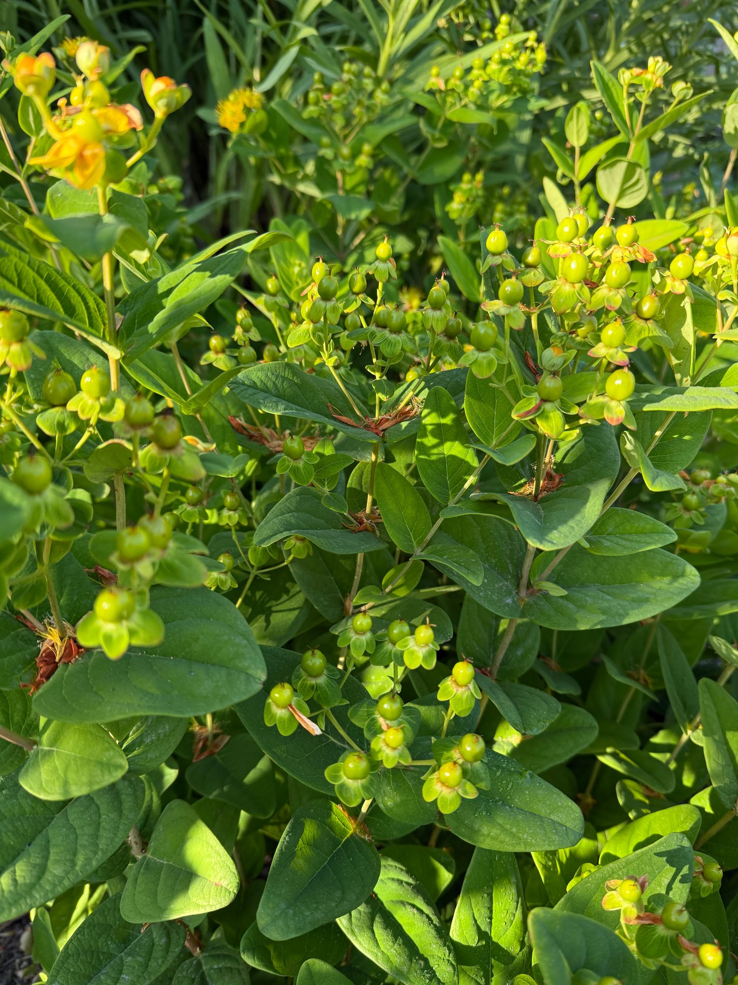 HYPERICUM androsaemum