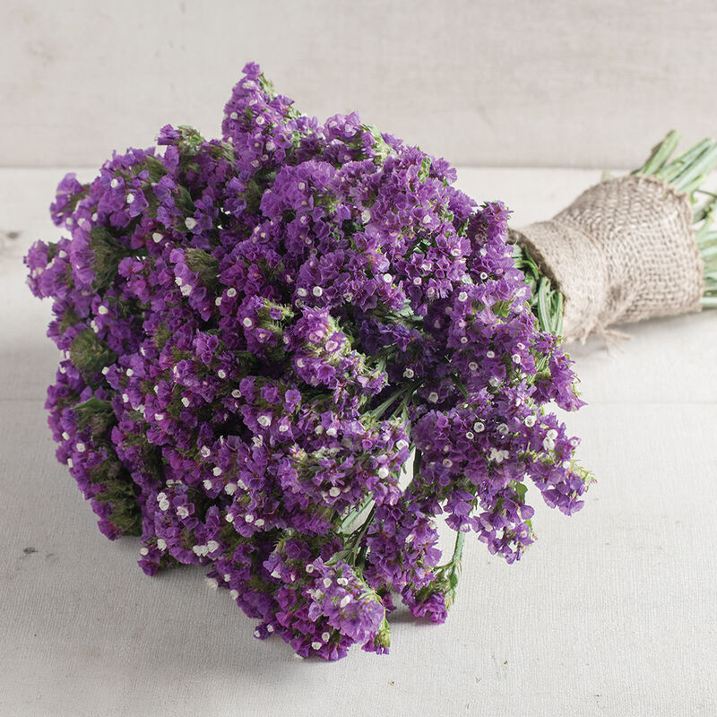 LIMONIUM sinuatum Seeker