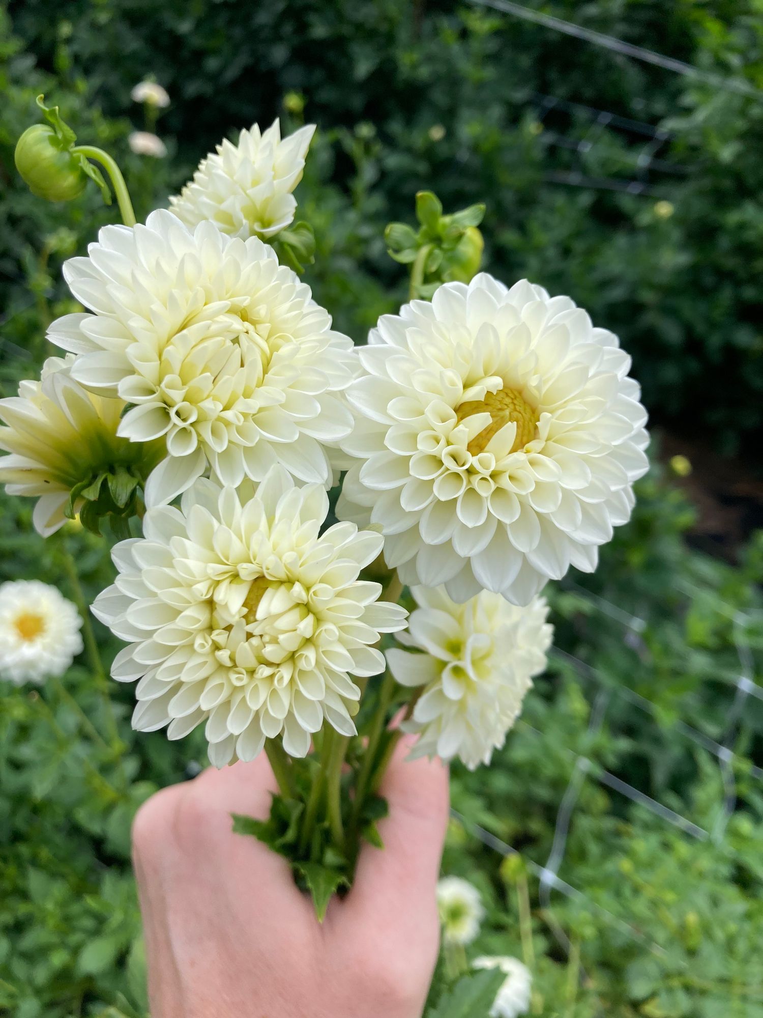 DAHLIA Boom Boom White