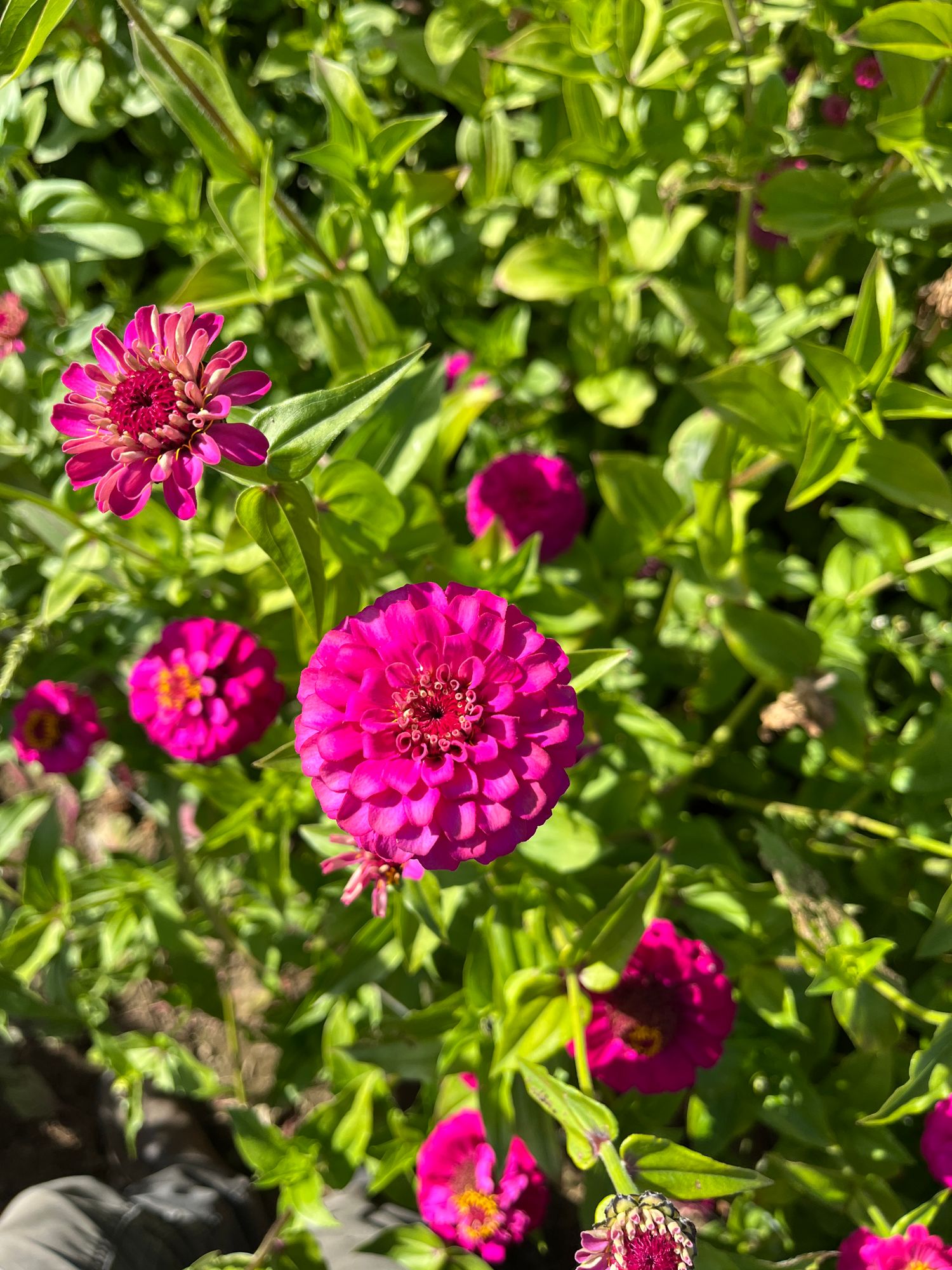 ZINNIA elegans Oklahoma Series