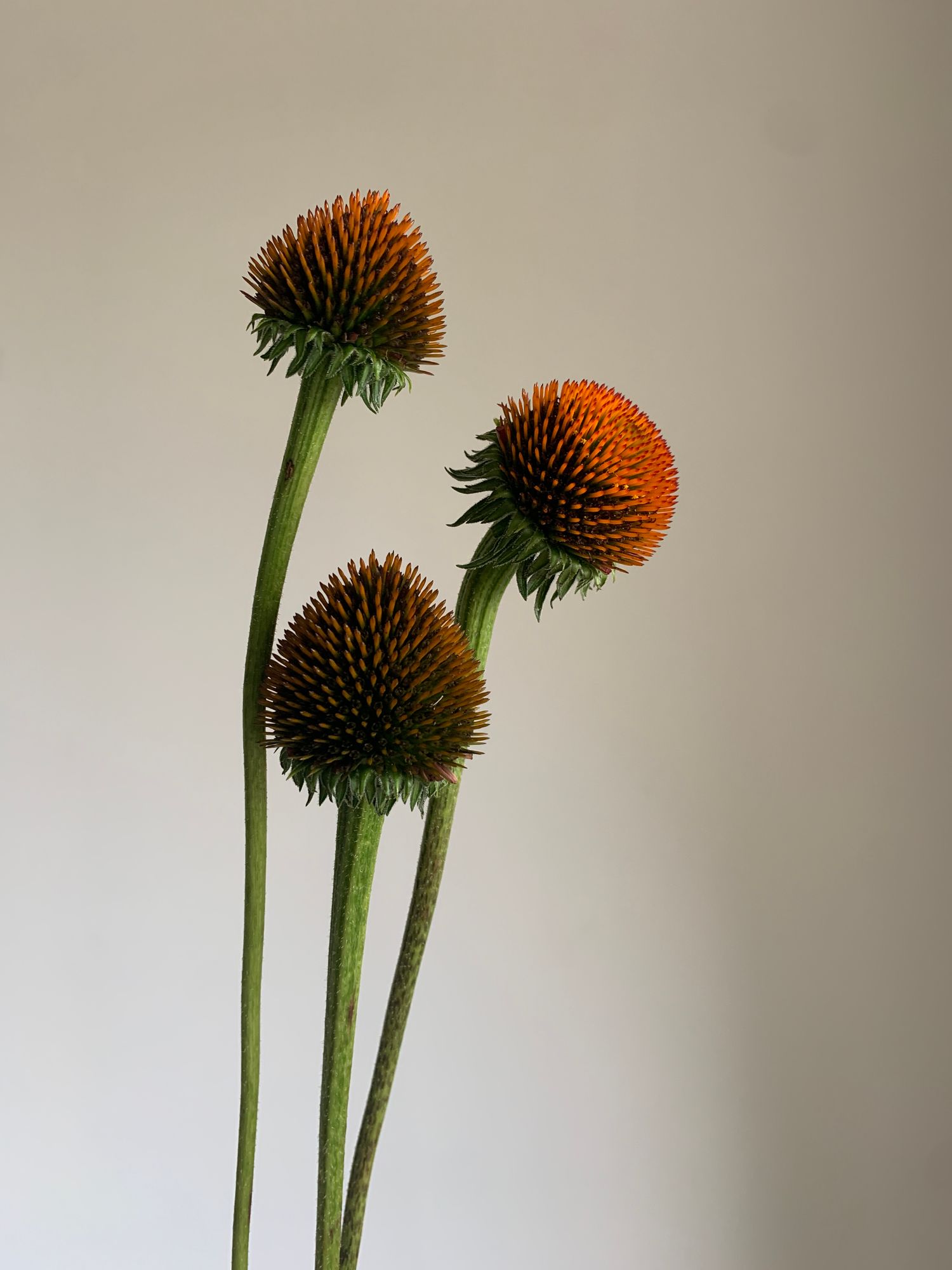 ECHINACEA angustifolia