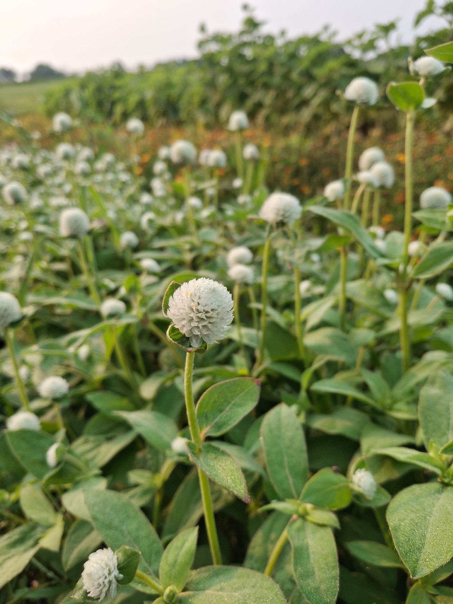 GOMPHRENA globosa Audray