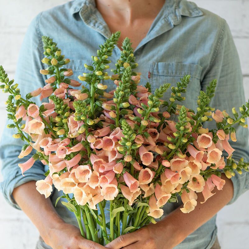 DIGITALIS purpurea Dalmatian Peach