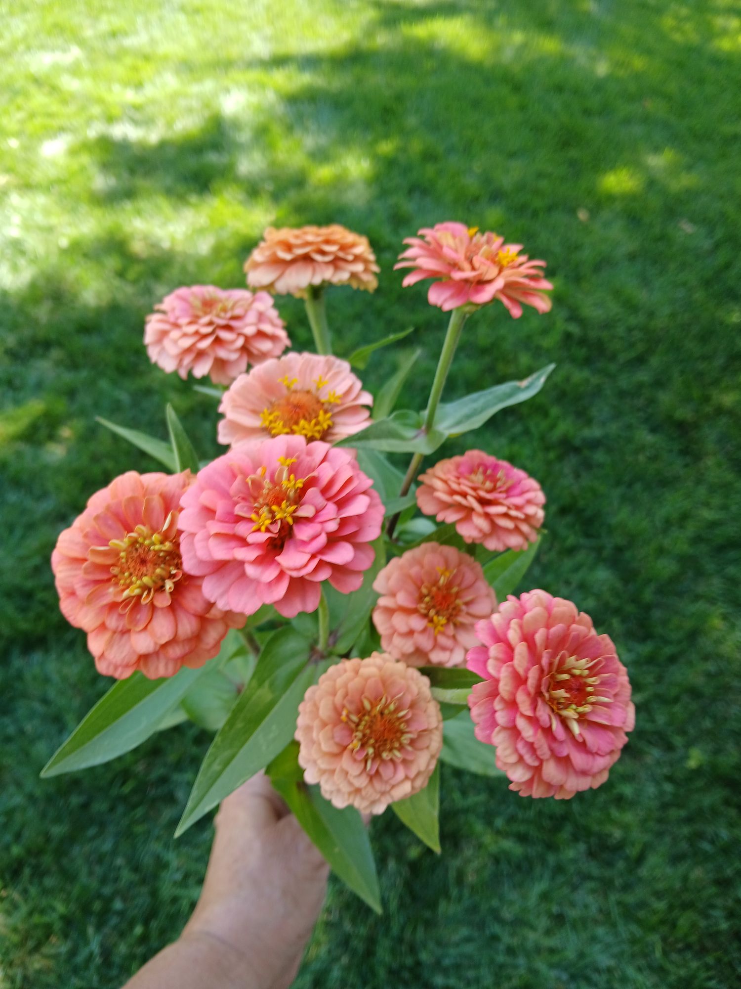 Zinnias Oklahoma Salmon