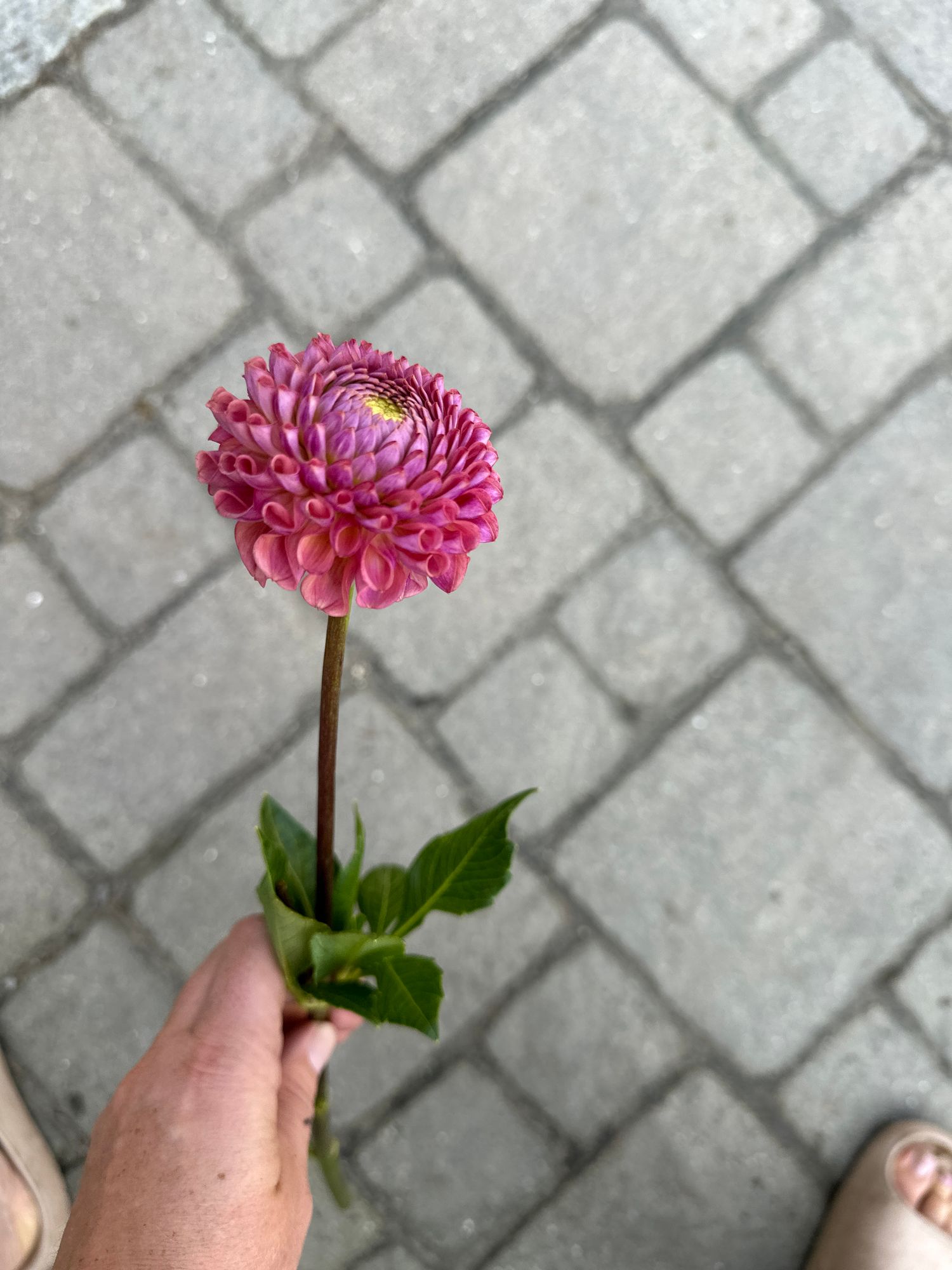 DAHLIA Caitlins Joy