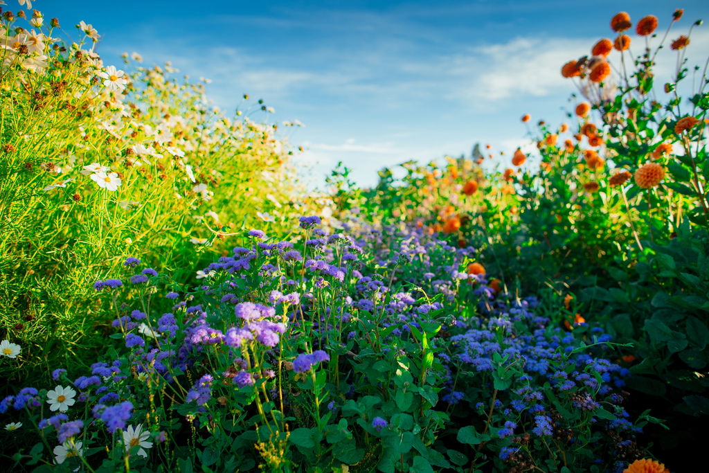 Petal Pink Flower Farm Banner