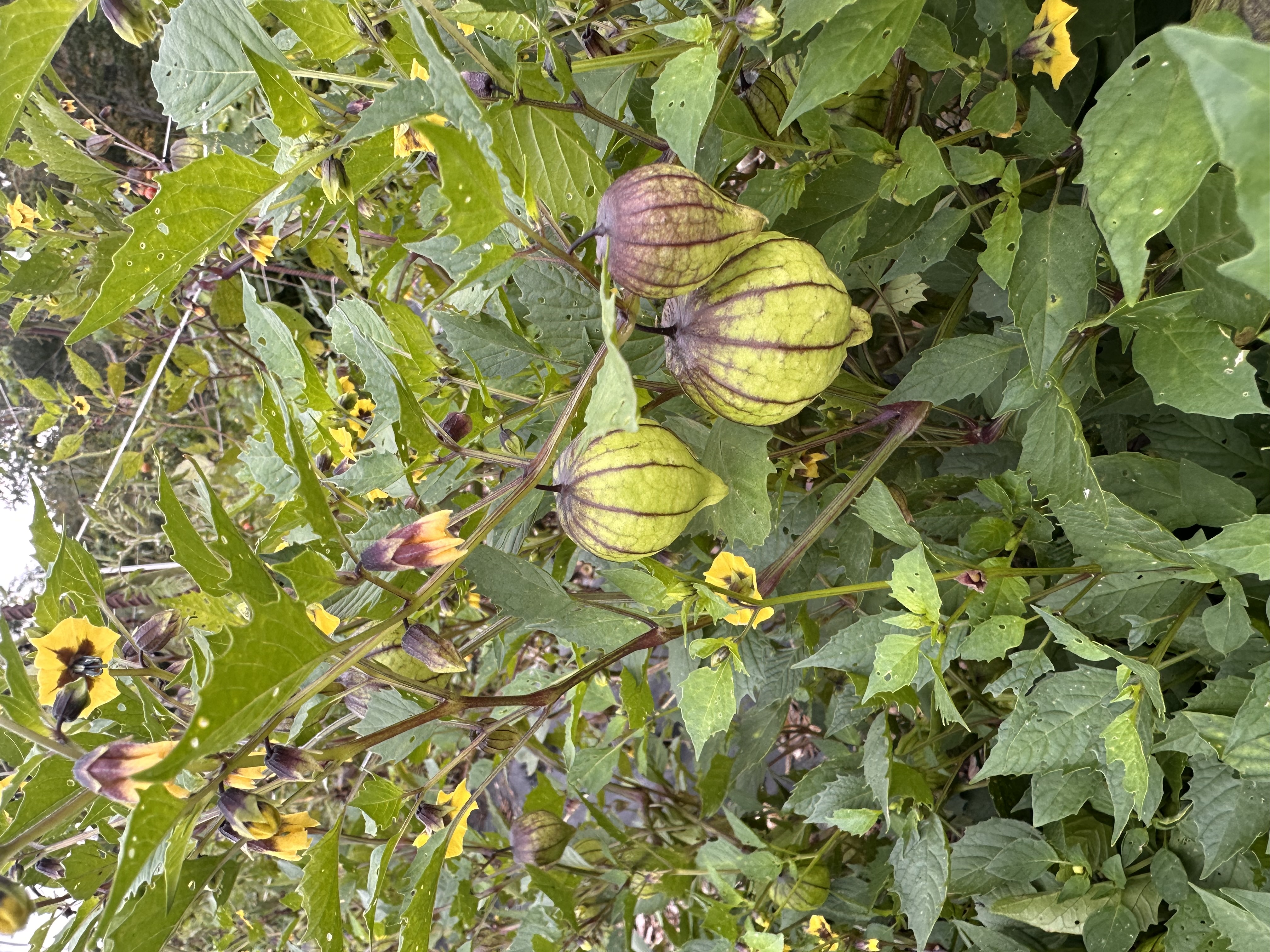 PHYSALIS ixocarpa
